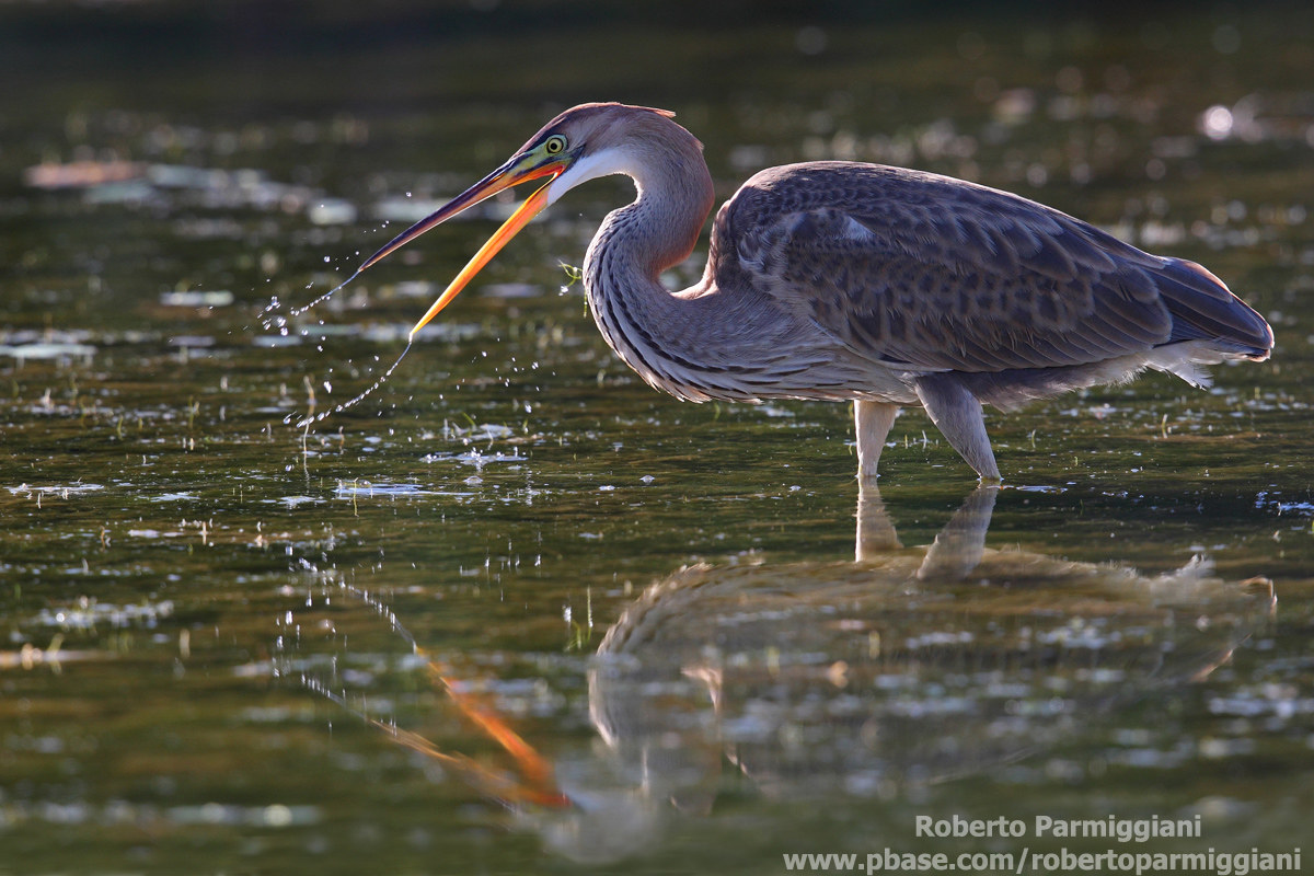 Giochi d'acqua e luce