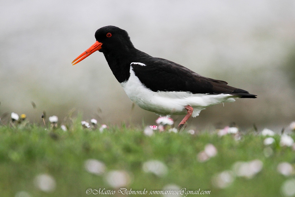 Oystercatcher
