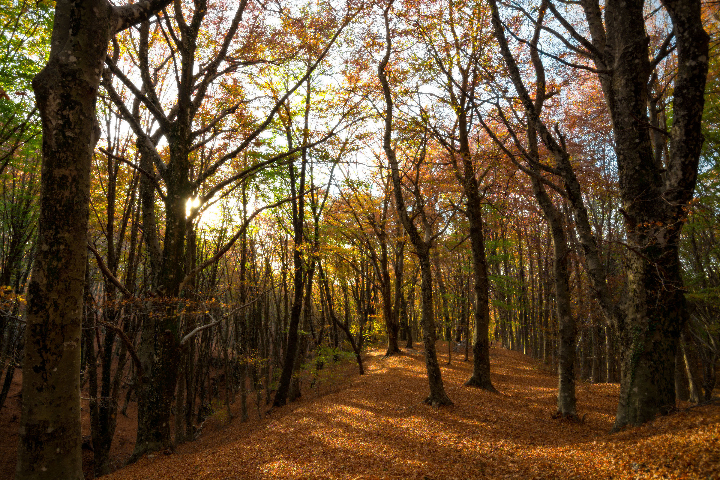 Inside the beech grove