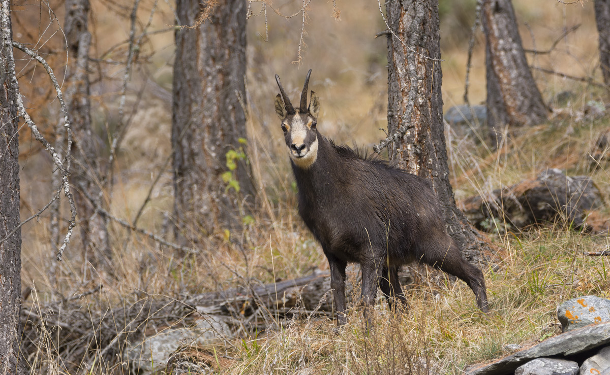 Chamois