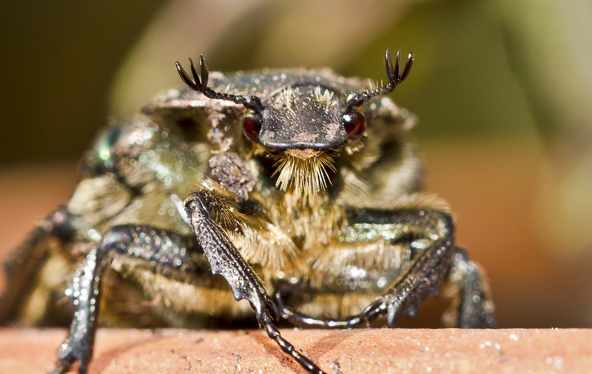 Protaetia subpilosa dorchini