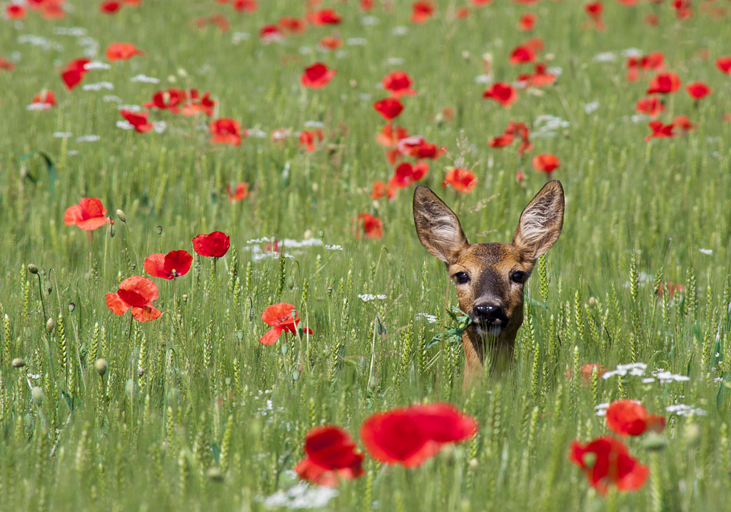 fawn female puppy protects