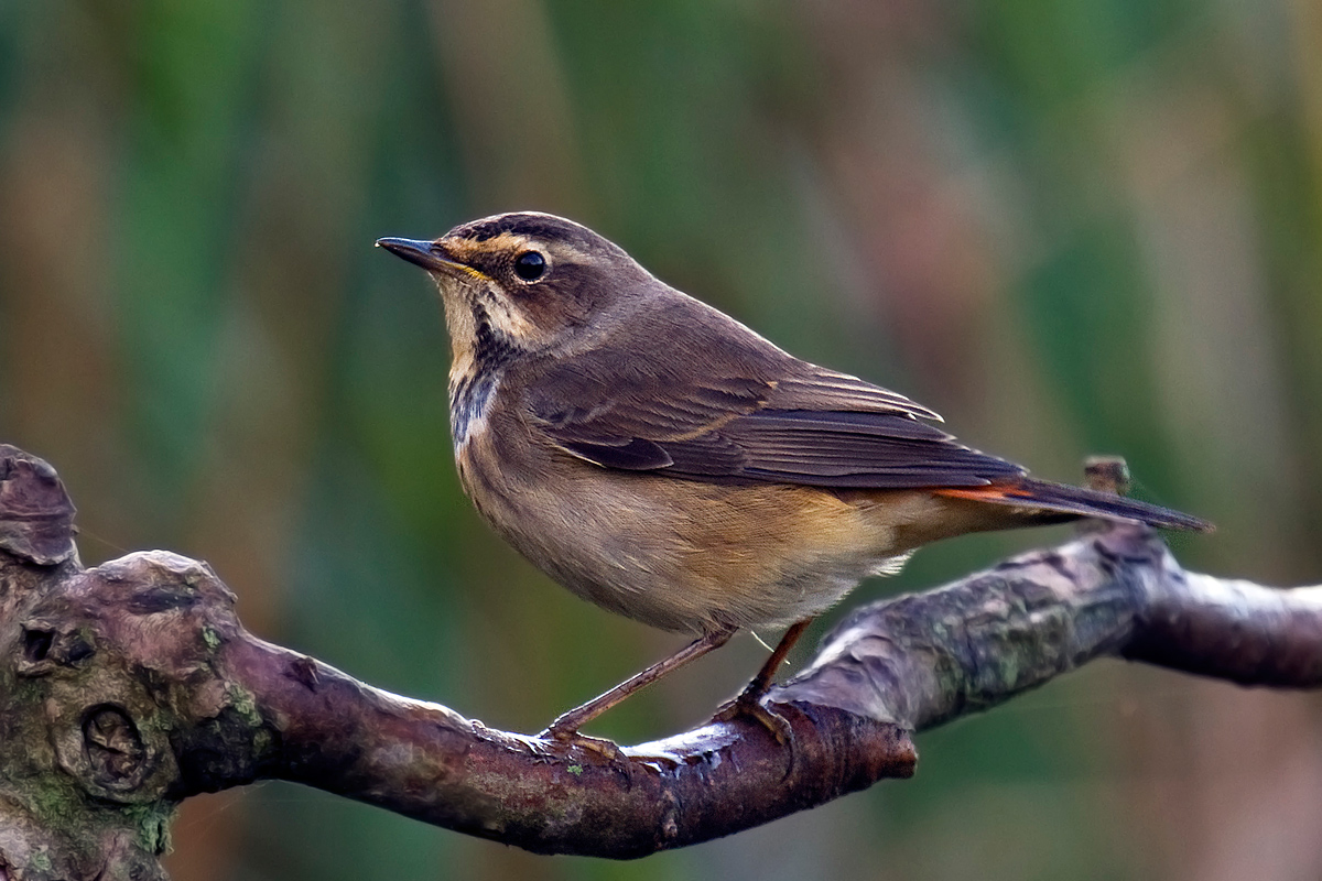 Bluethroat (female)