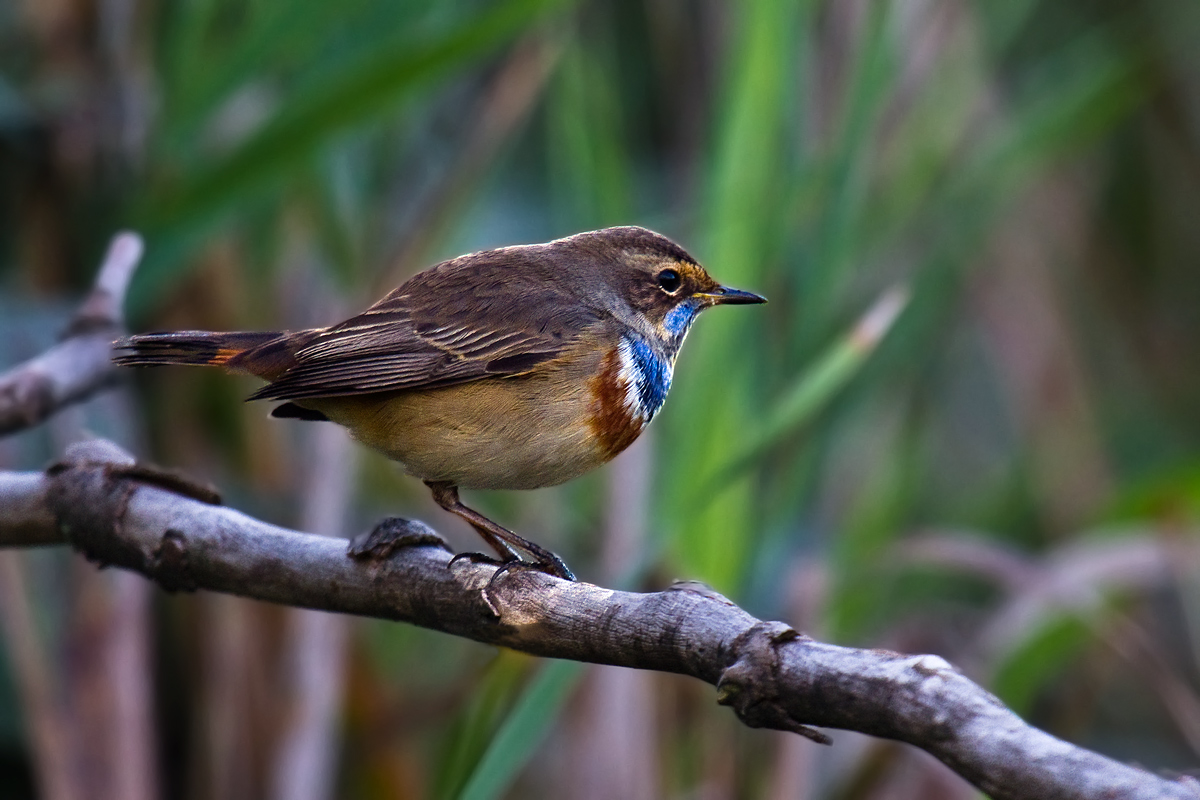 Bluethroat (female)