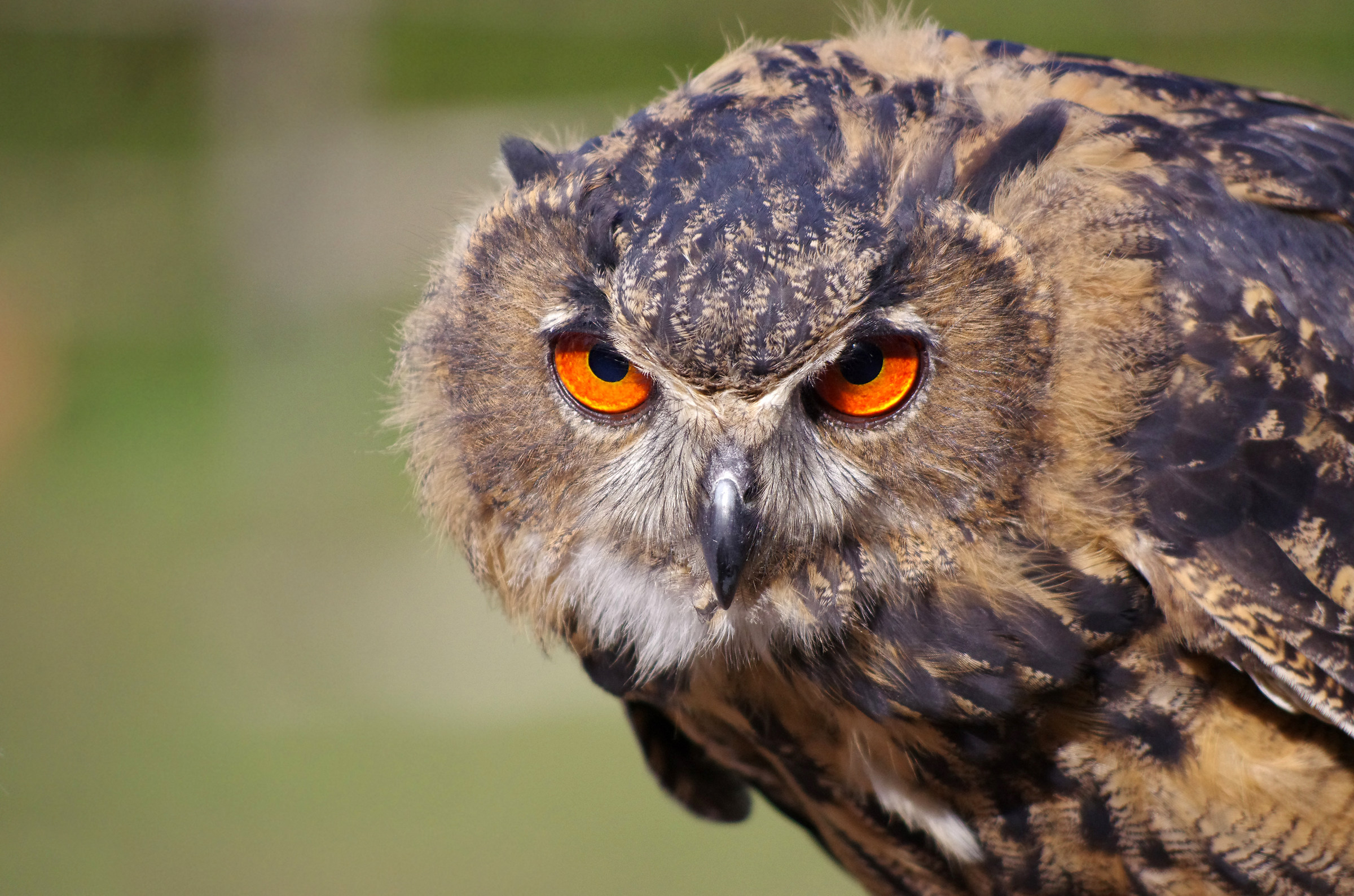 ... Hypnotic gaze ...