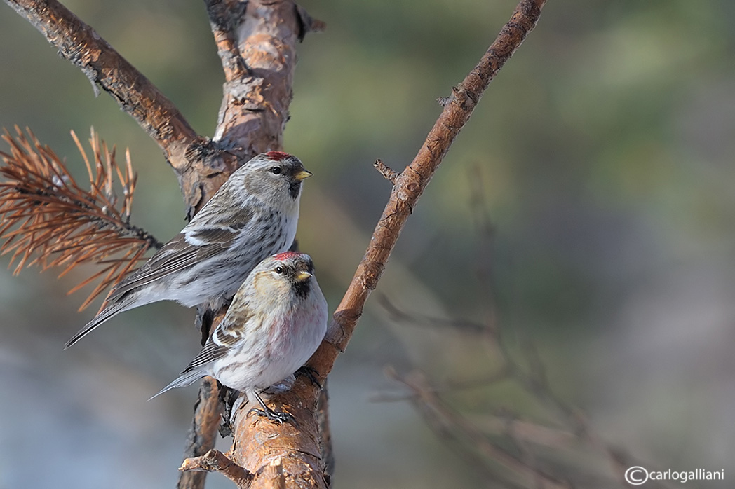 Coppia di Organetto artico