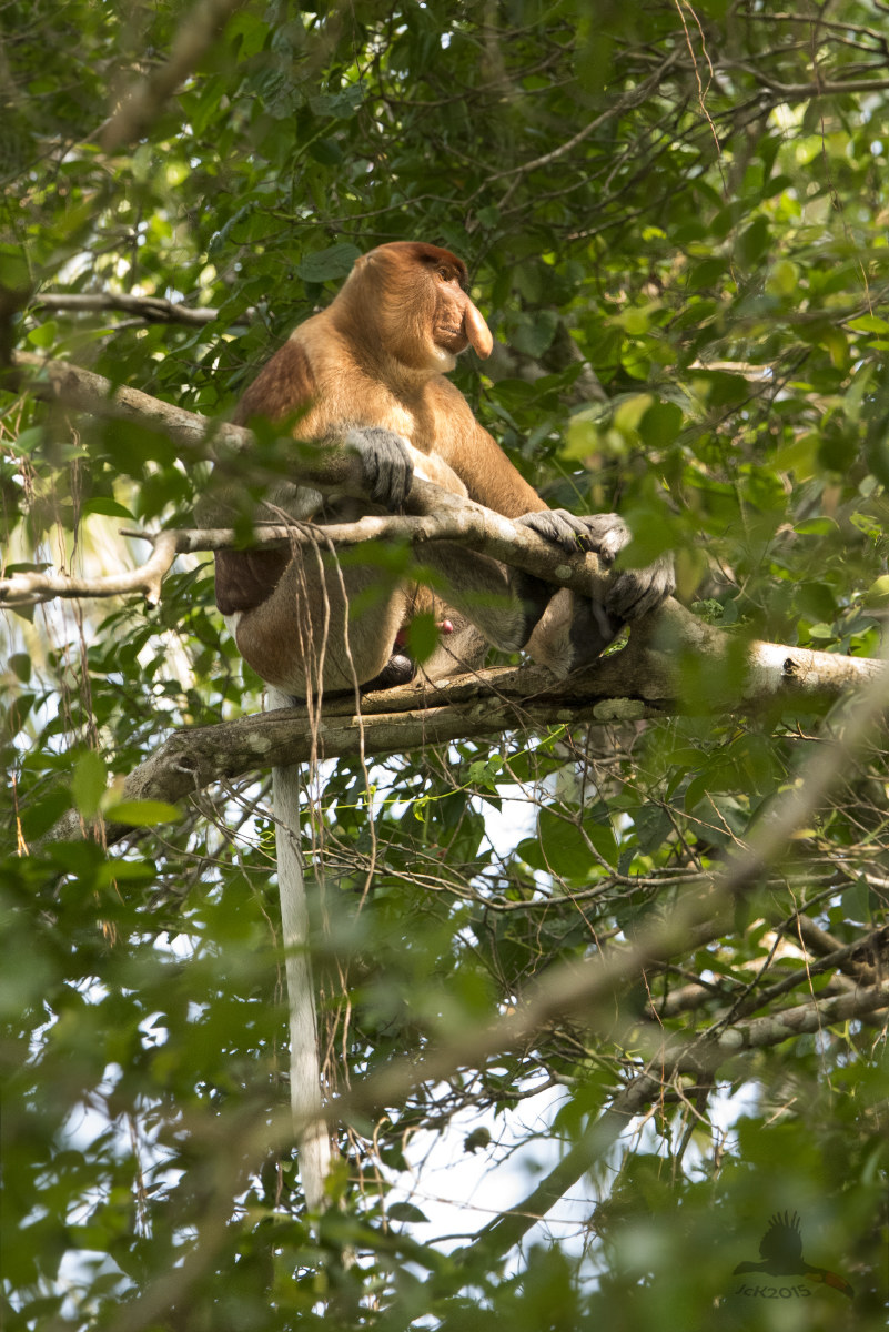 Proboscis Monkey (Nasalis larvatus)