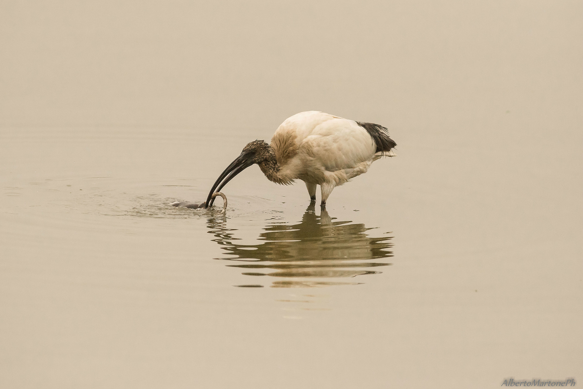 ibis  sacro Vs nutria