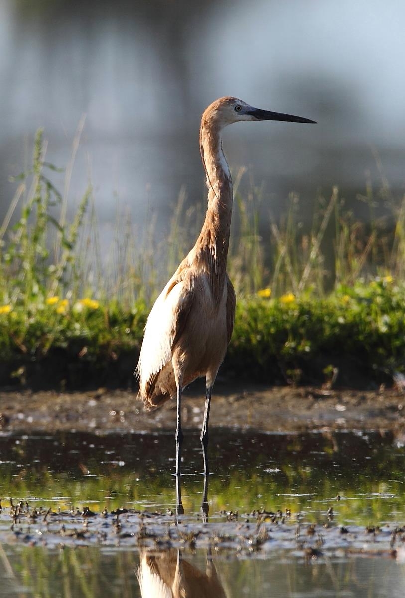 Cosa ho fotografato?