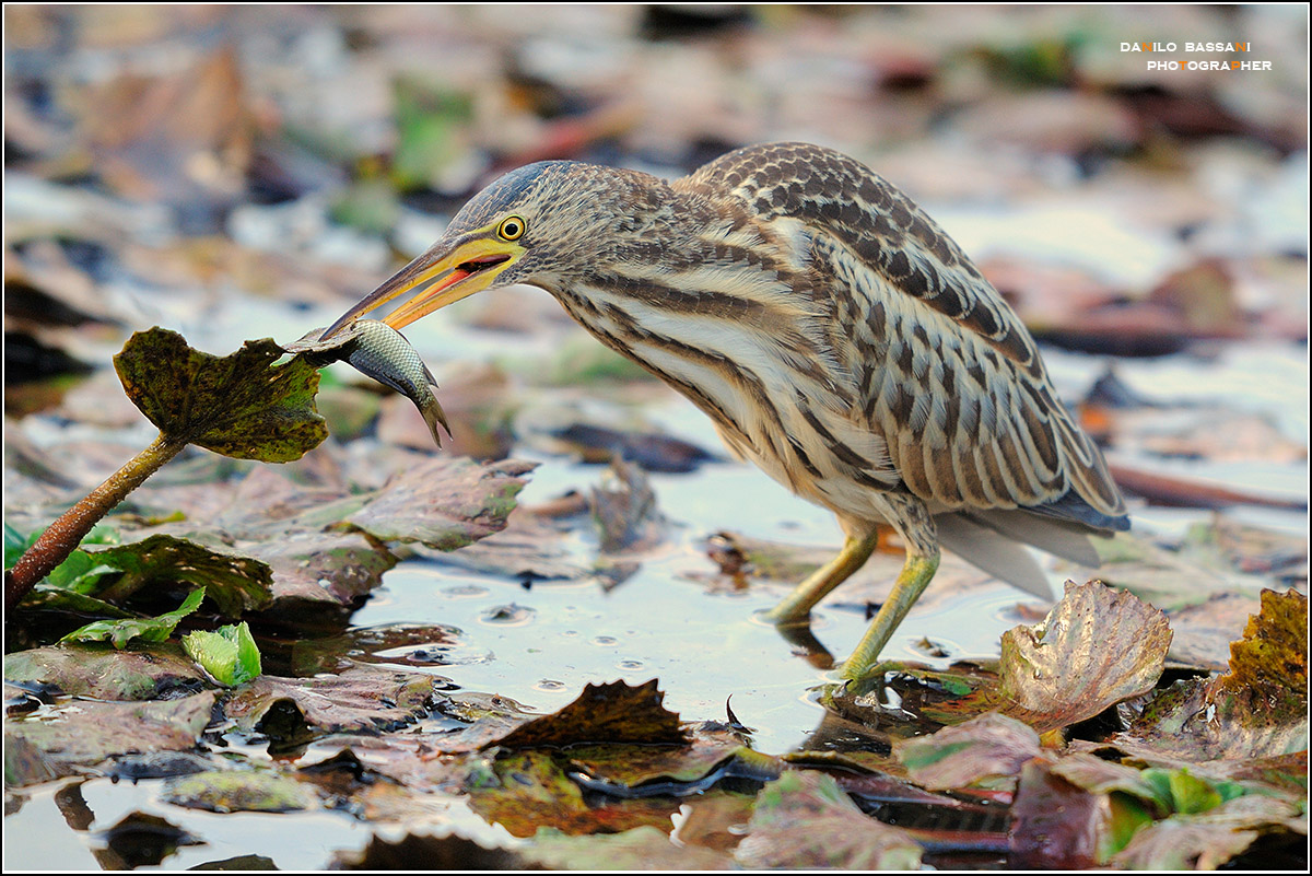 tarabusino...a ...pesca