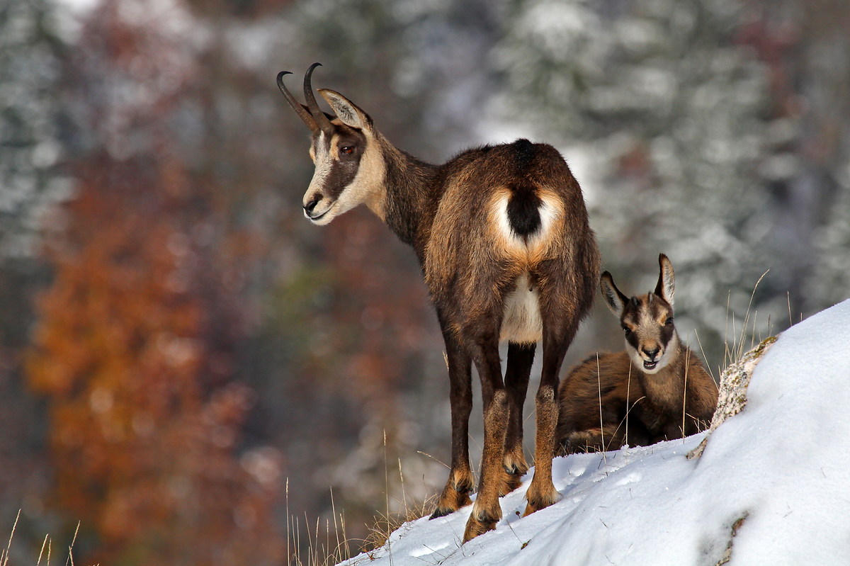 Chamois