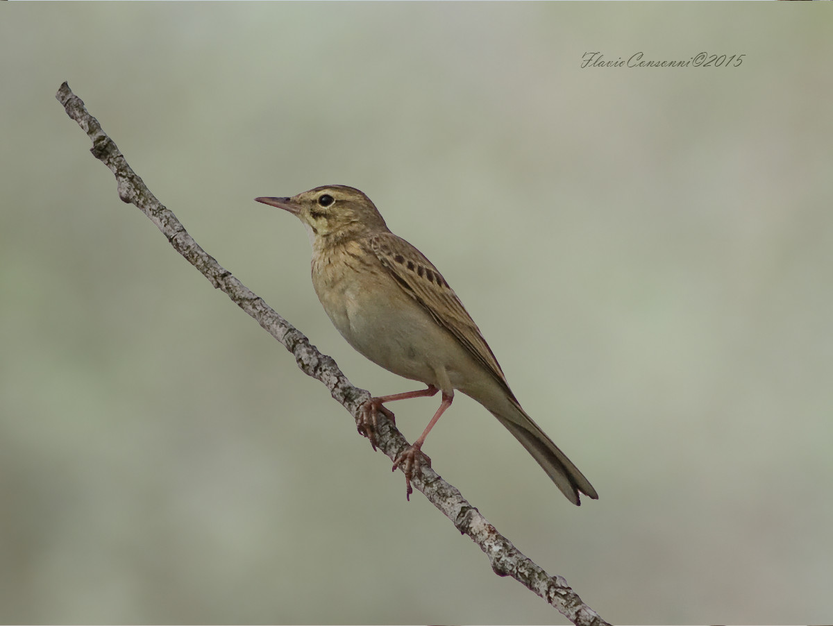 Pipit