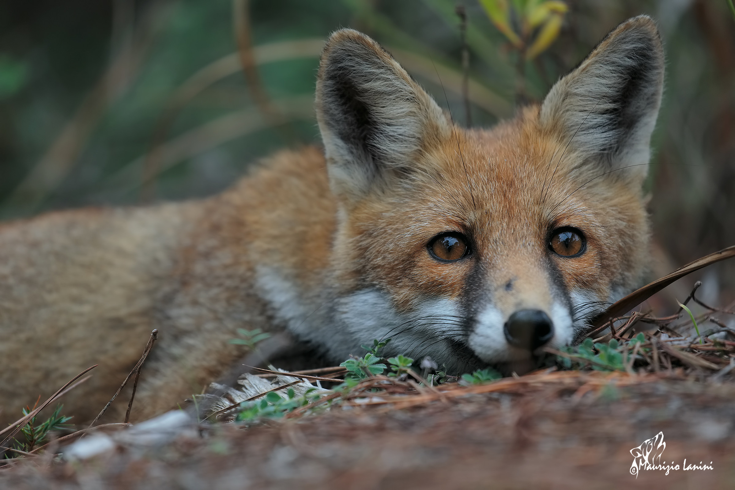 Tranquillità ( solo HD)