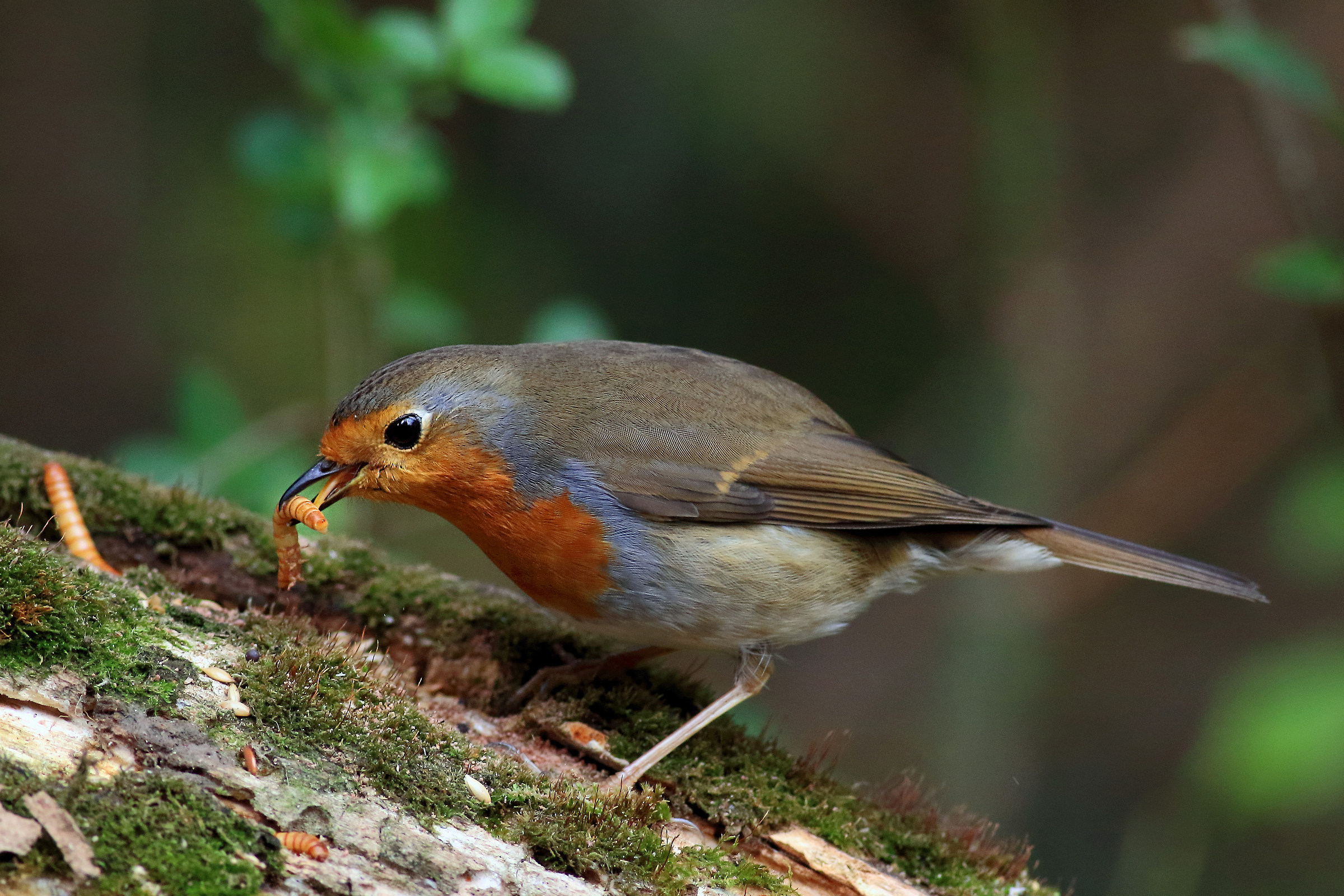 robin with prey