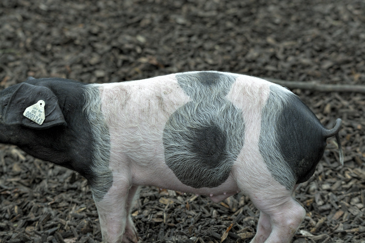 Eight of Germany .....