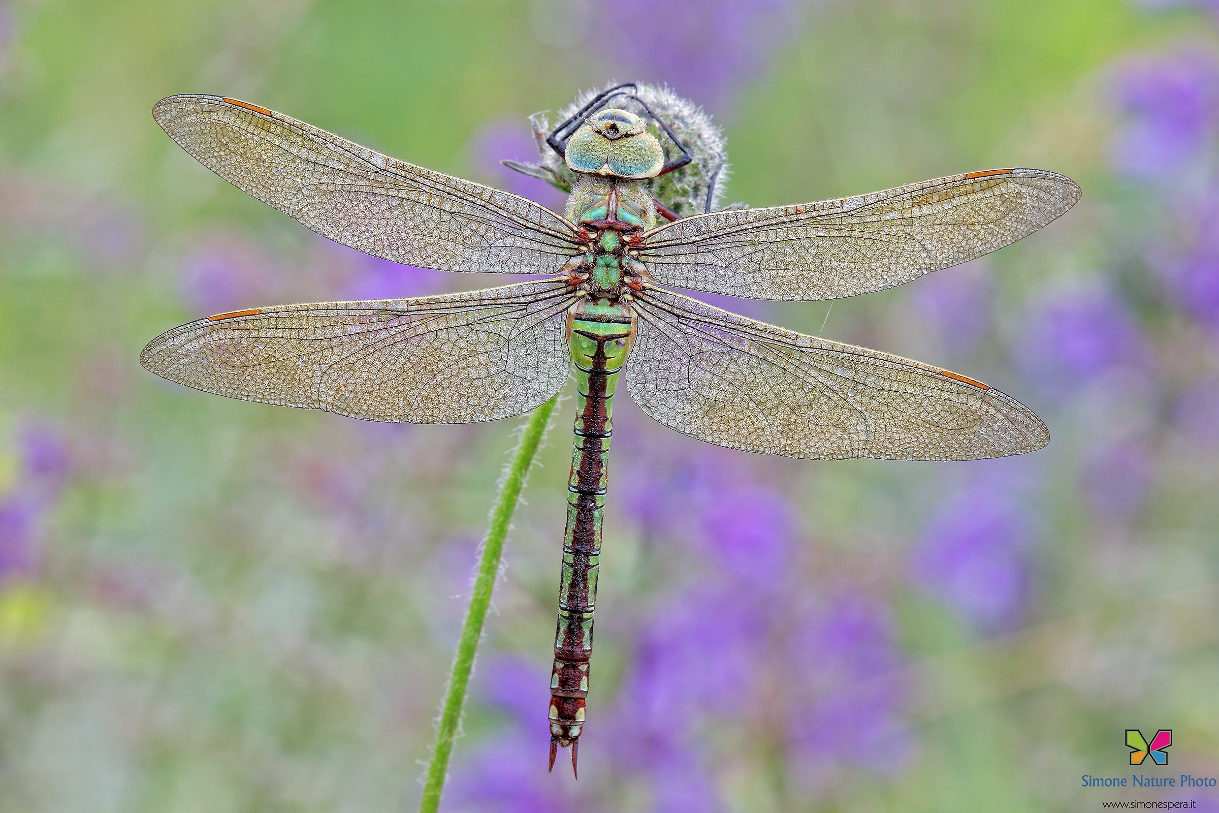 Emperor Dragonfly ....