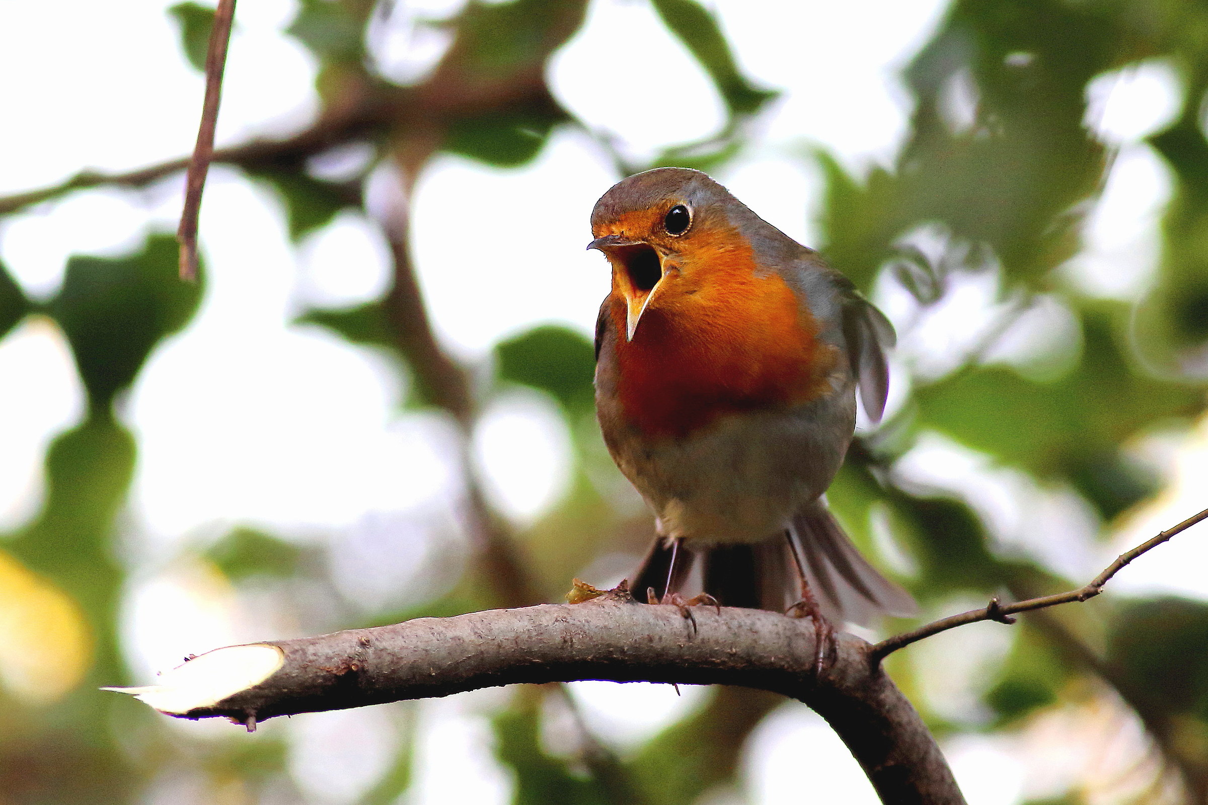 Robin angry
