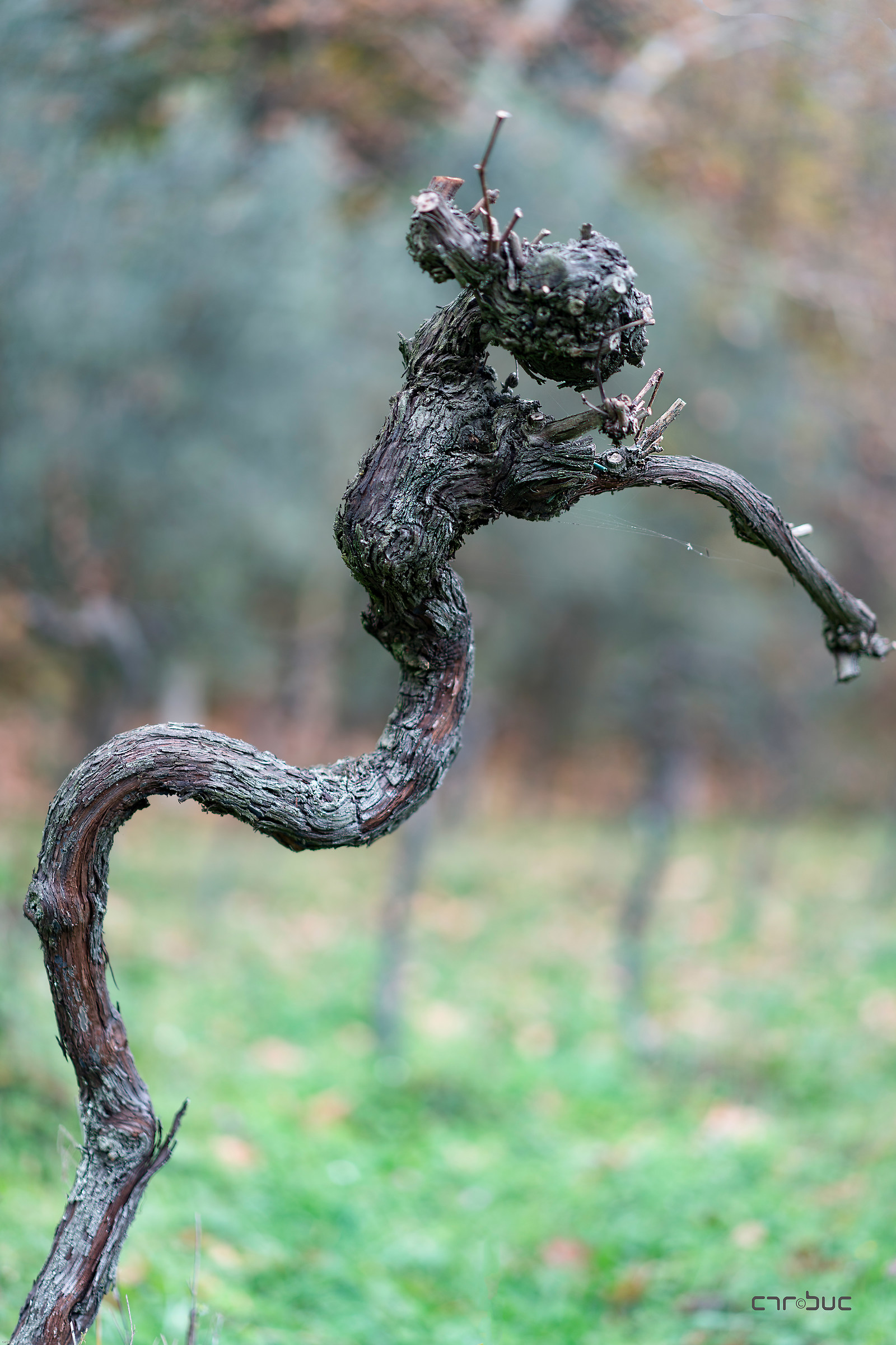 " Cronaca di una morte annunciata "8