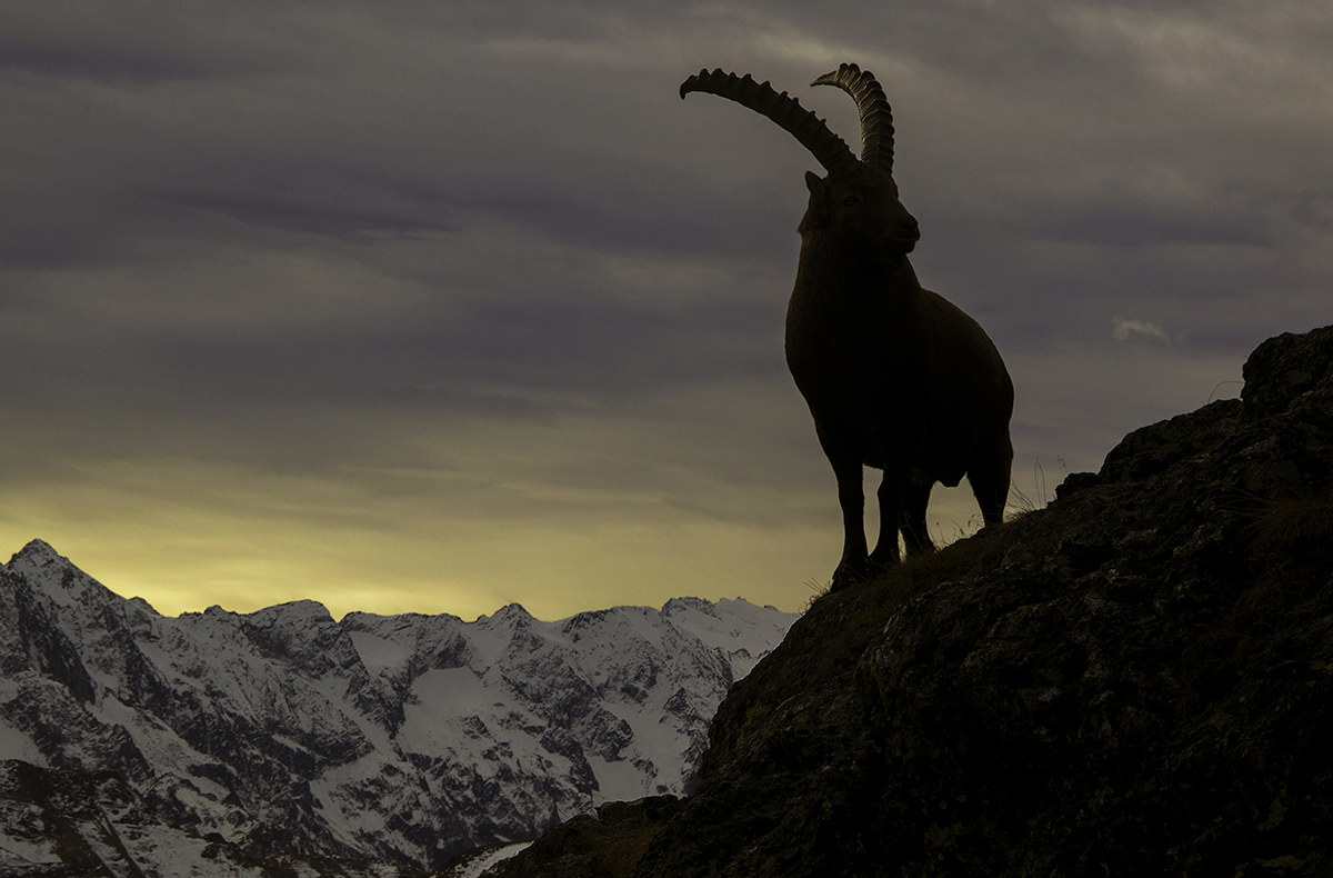 il guardiano della valle 2
