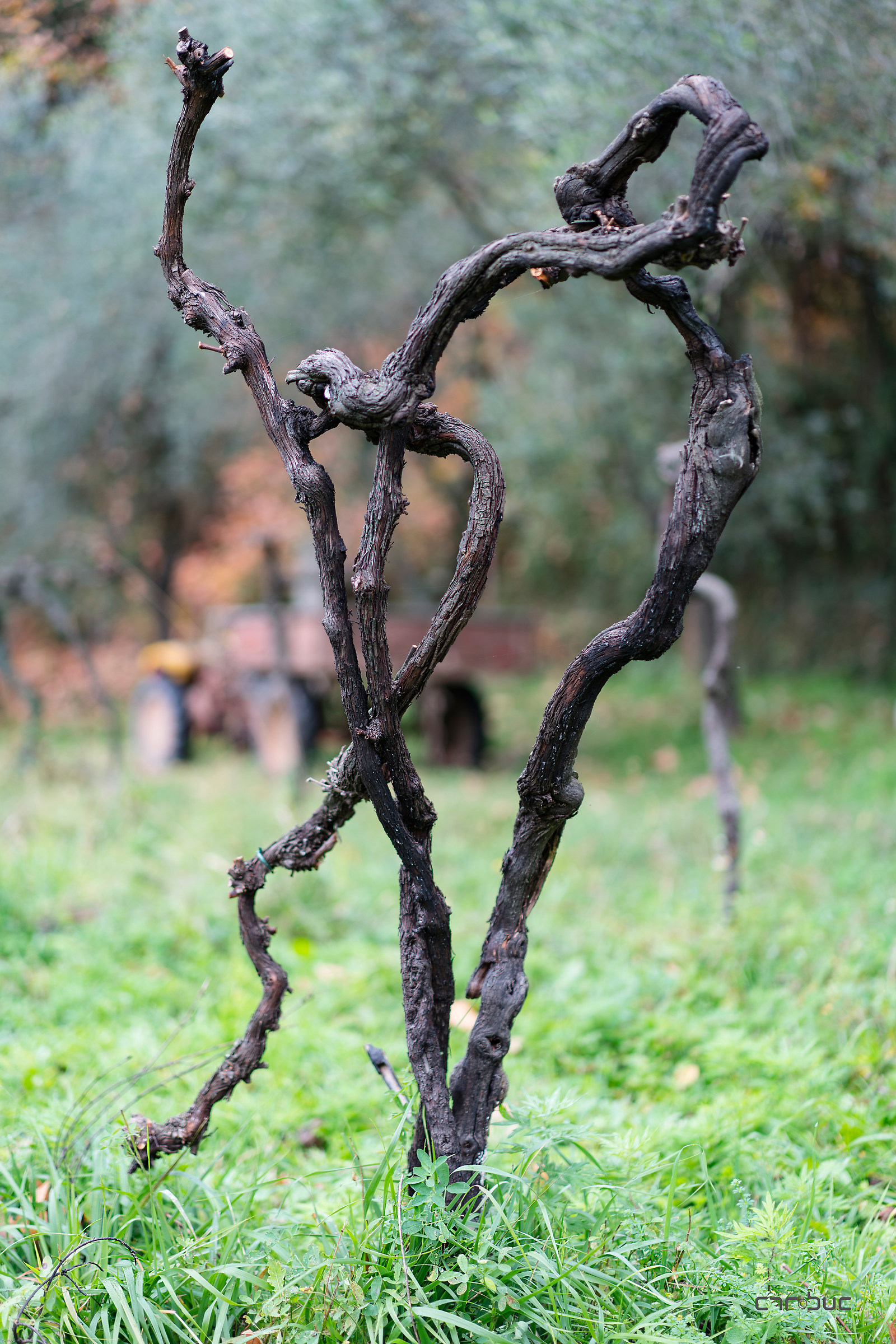 " Cronaca di una morte annunciata " 9