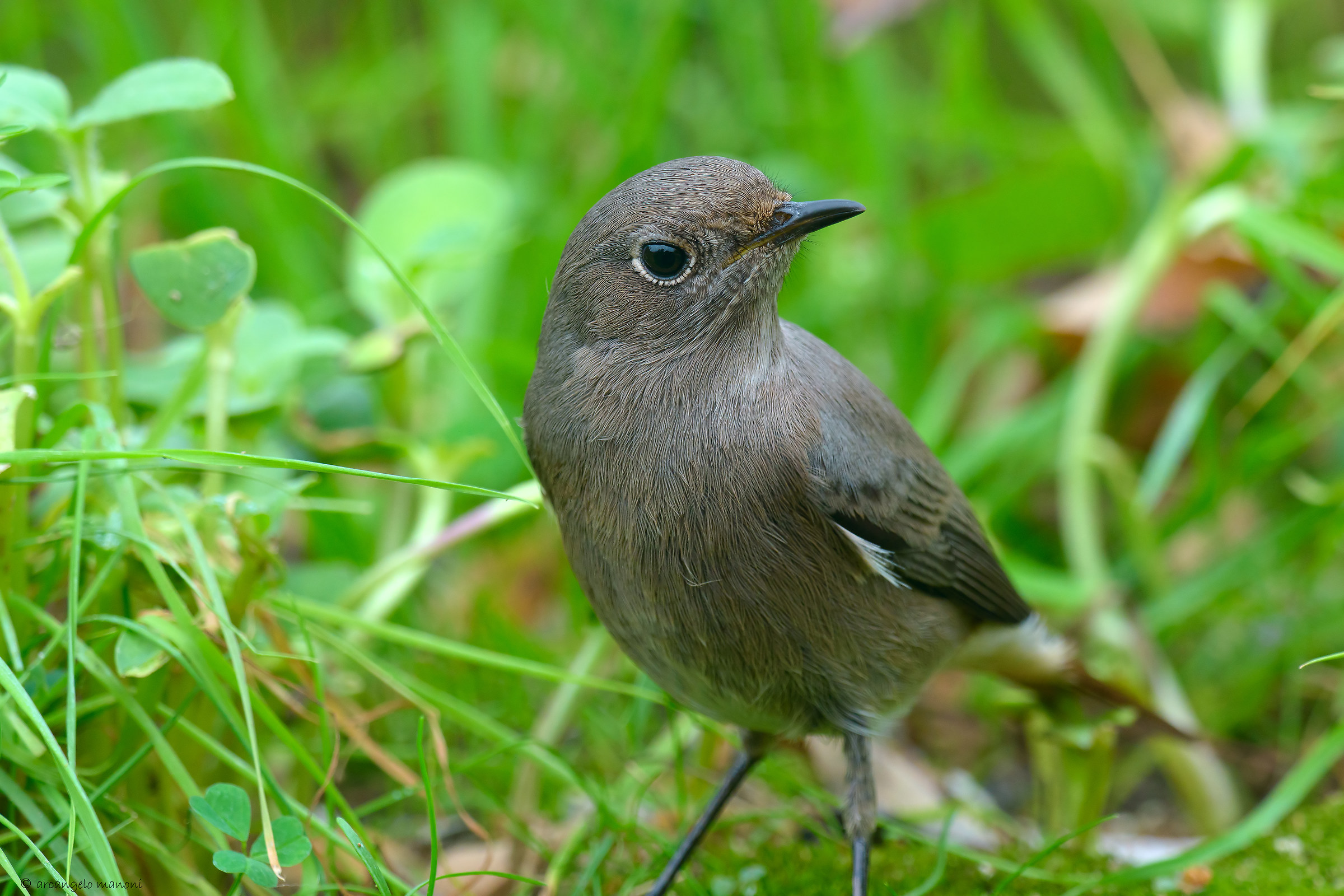 codirosso spazzacamino femmina