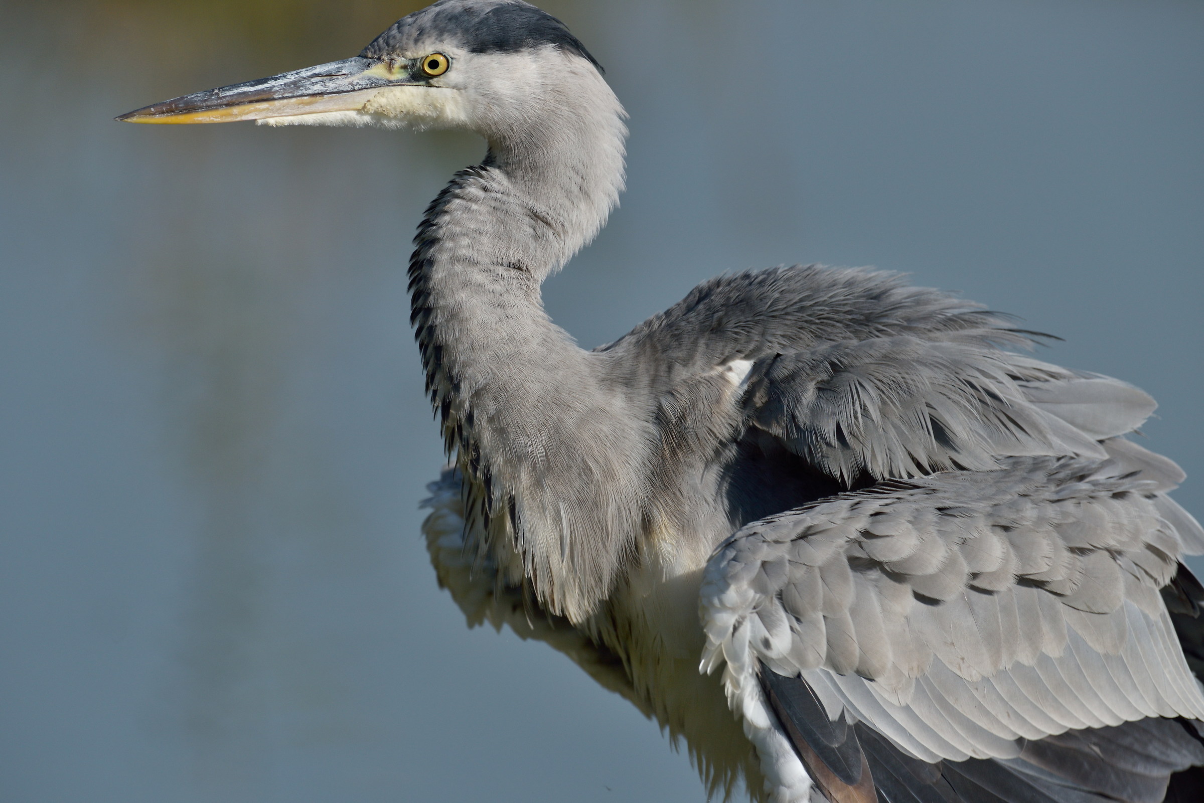 Ardea cinerea - no crop