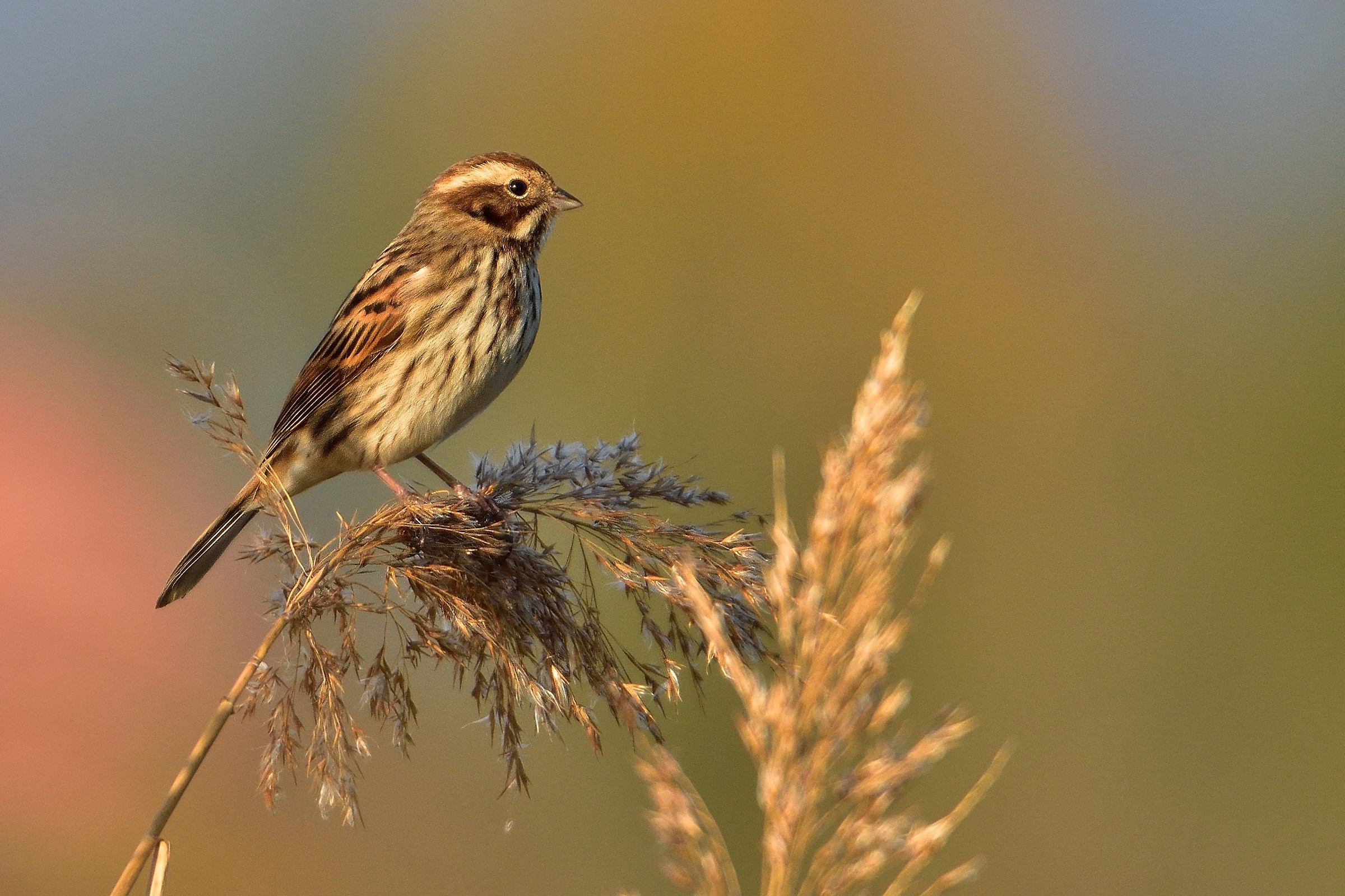 Migliarino di palude