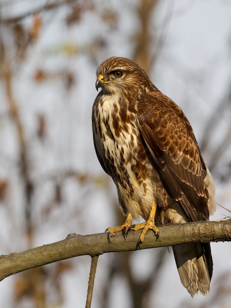 buzzard