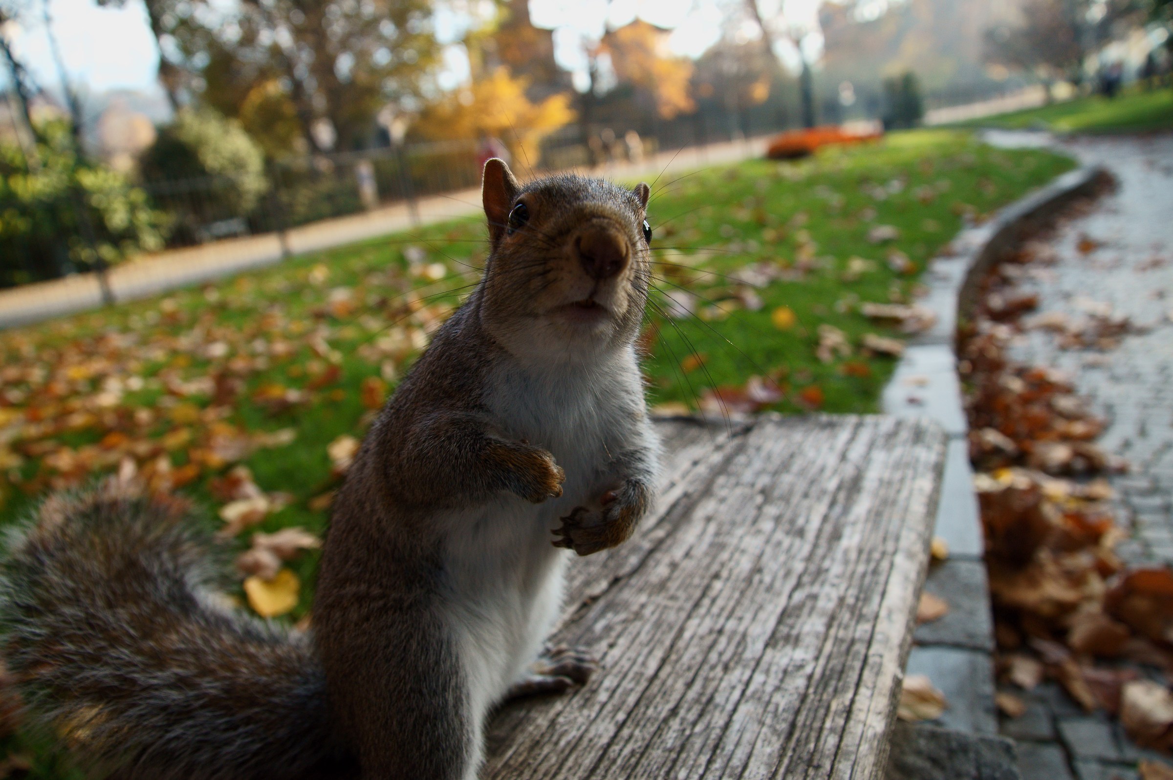 Squirrel @ 16mm