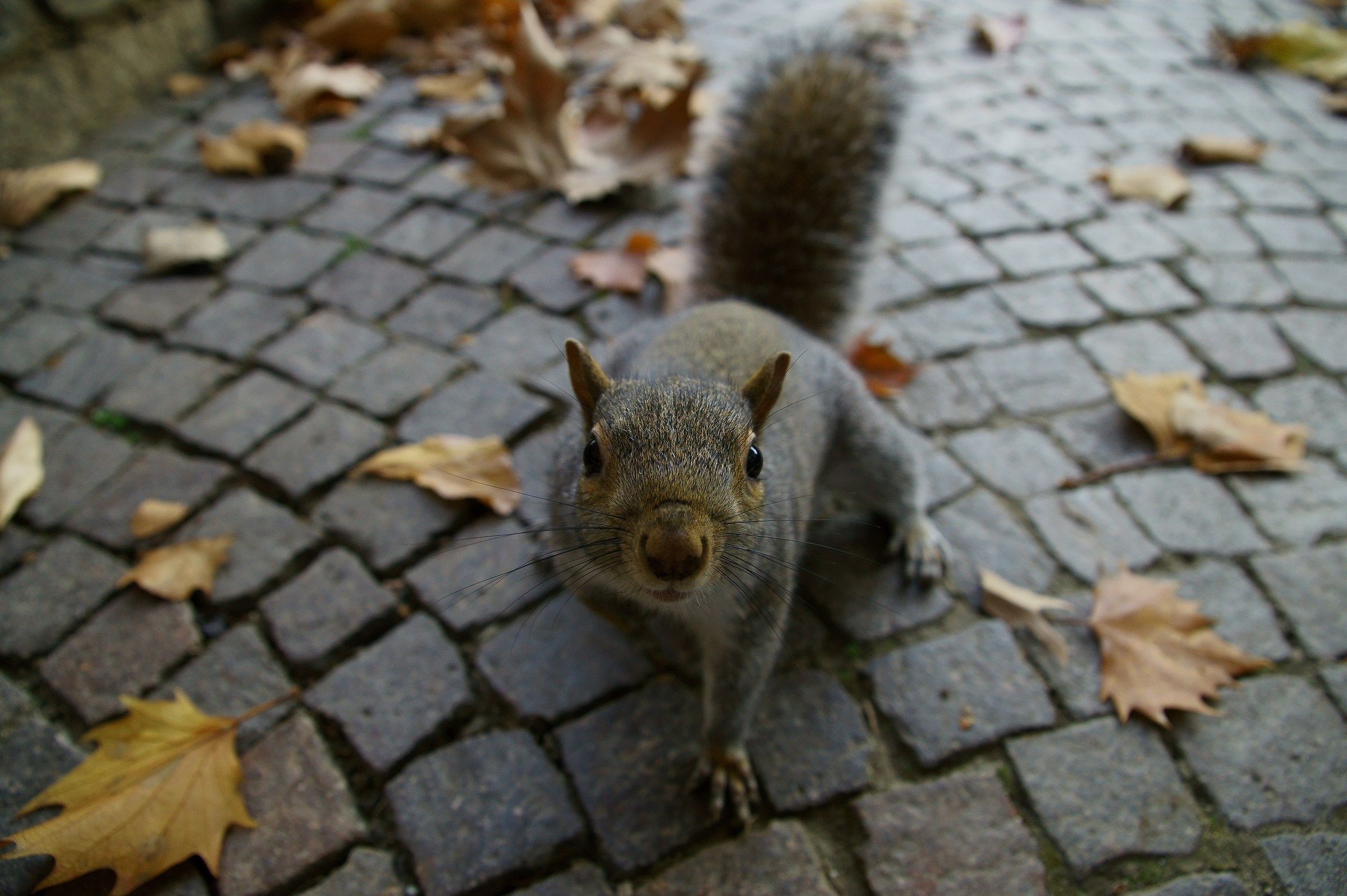 Squirrel @ 16mm