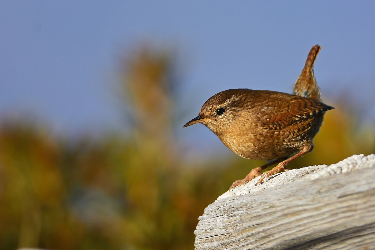 Wren
