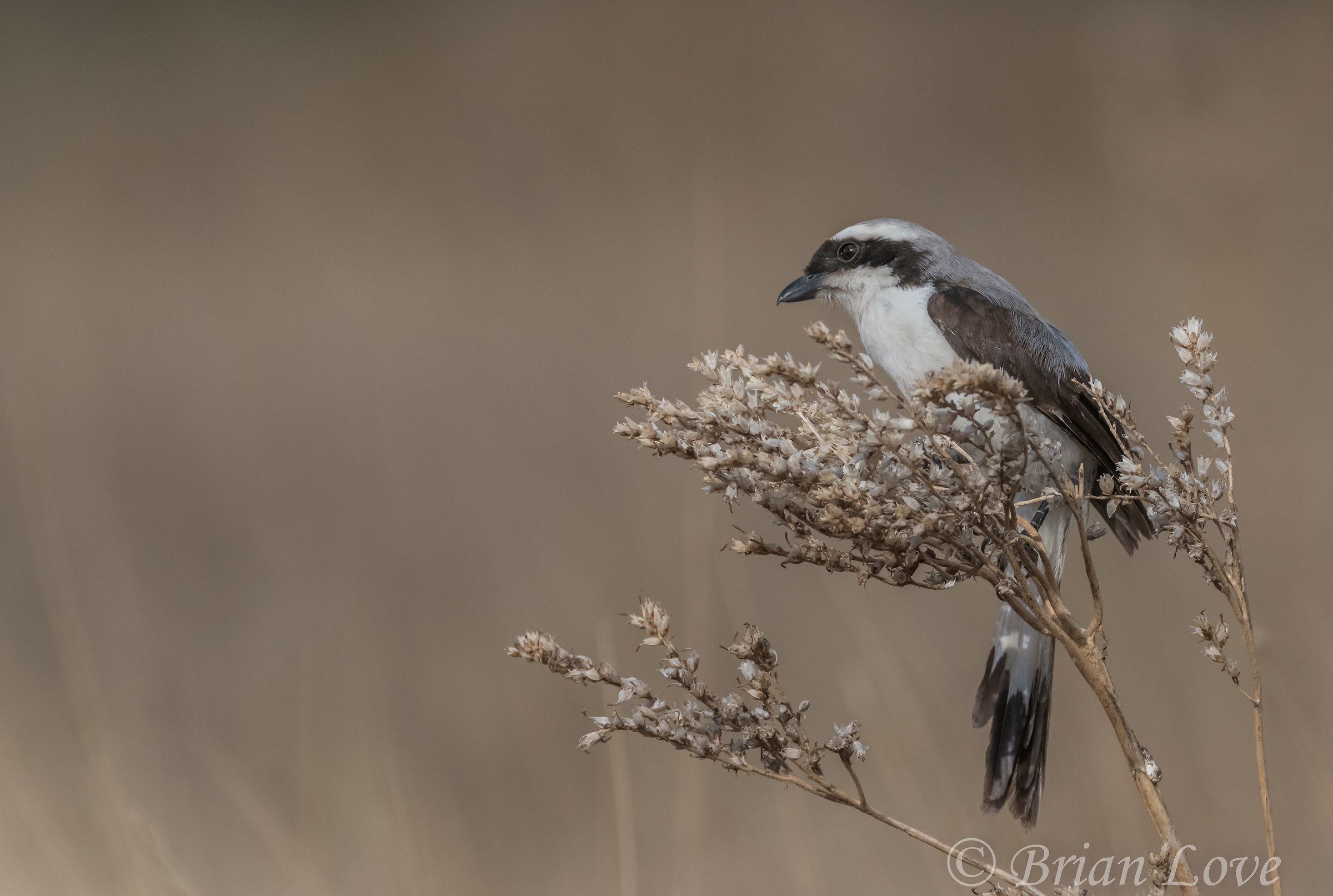 Grigio-backed Shrike fiscale
