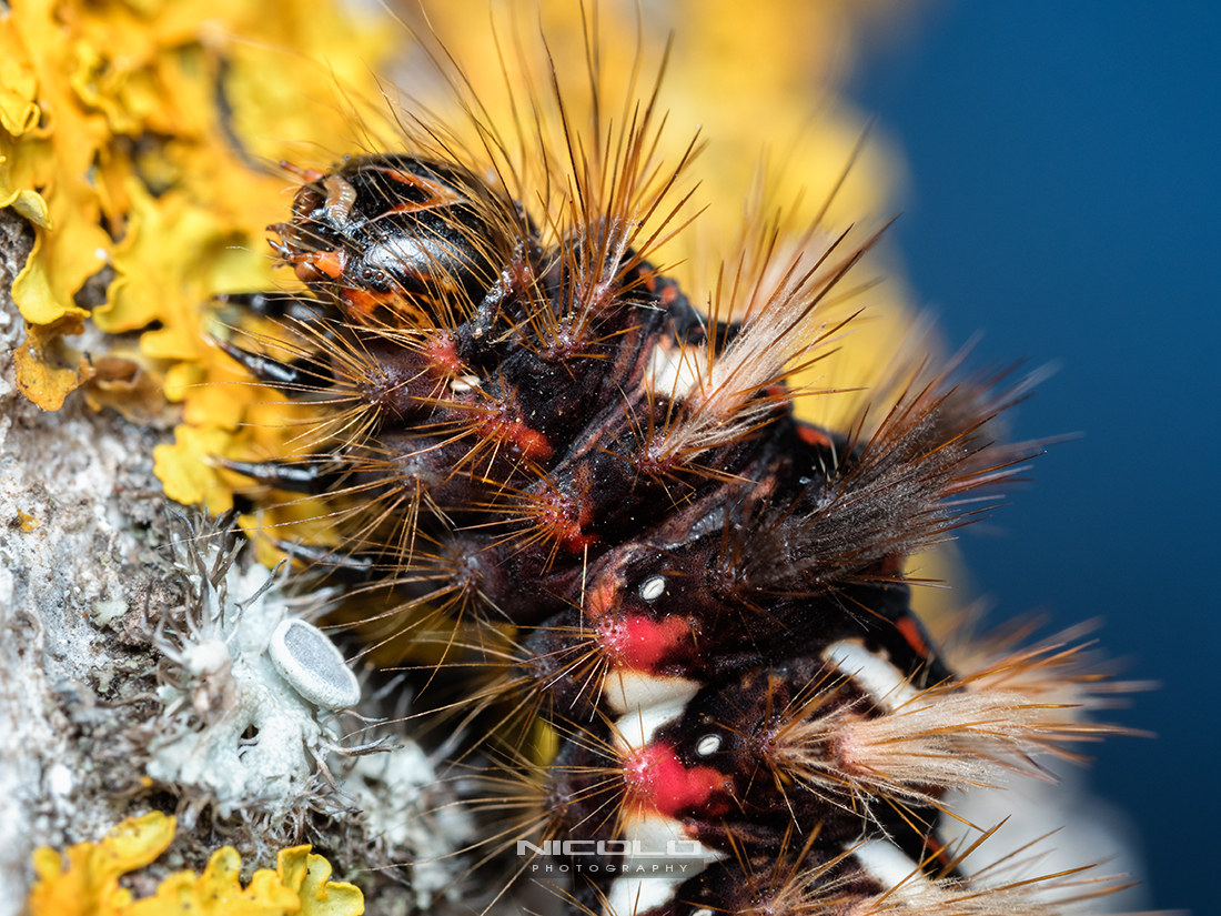Acronicta rumicis (Noctuidae)
