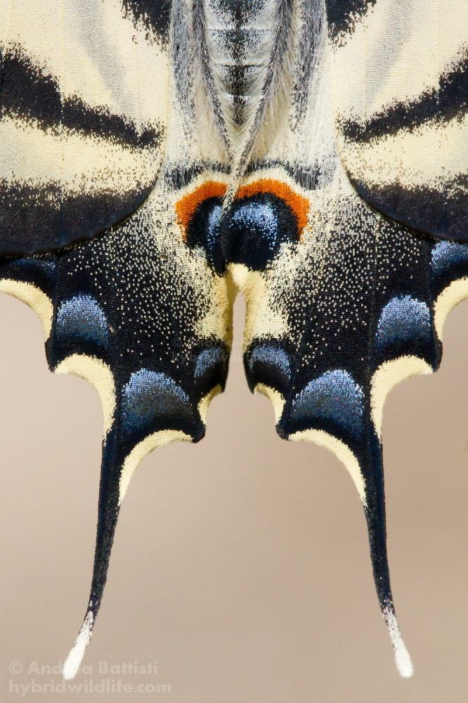 Iphiclides feisthamelii