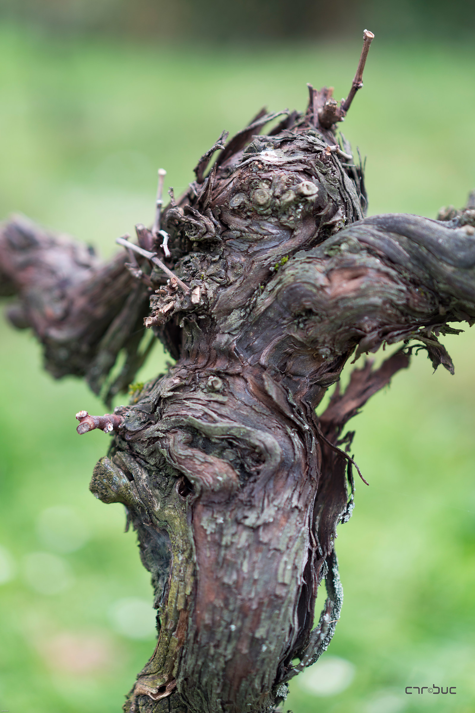 " Cronaca di una morte annunciata "