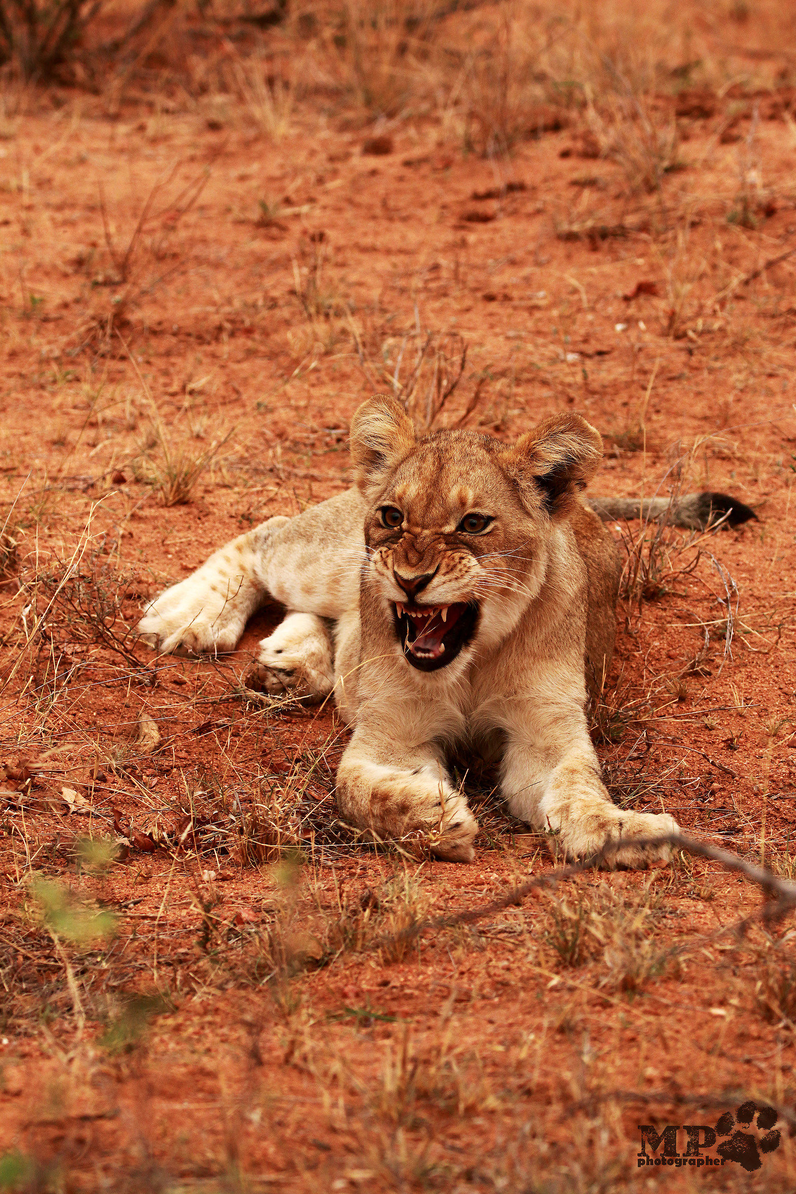 lo sbadiglio del cucciolo