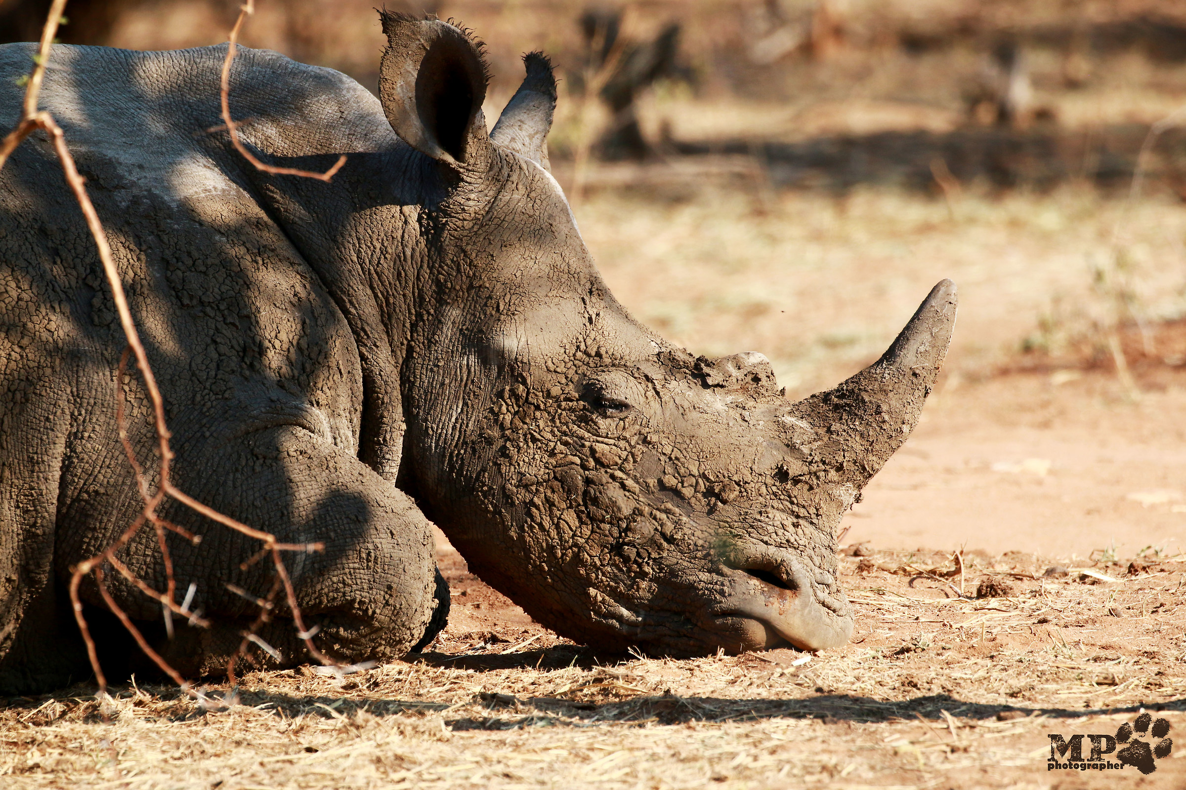 rinoceronte accaldato