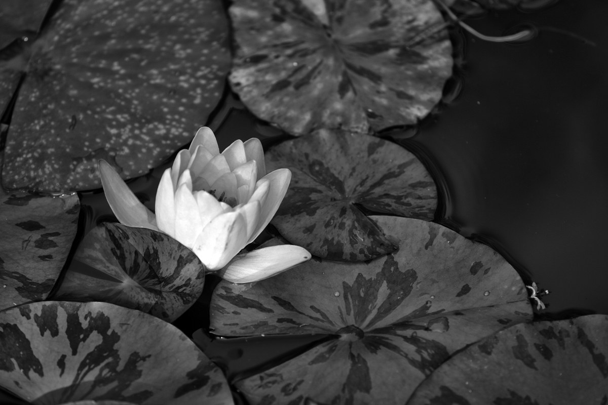 Water lily