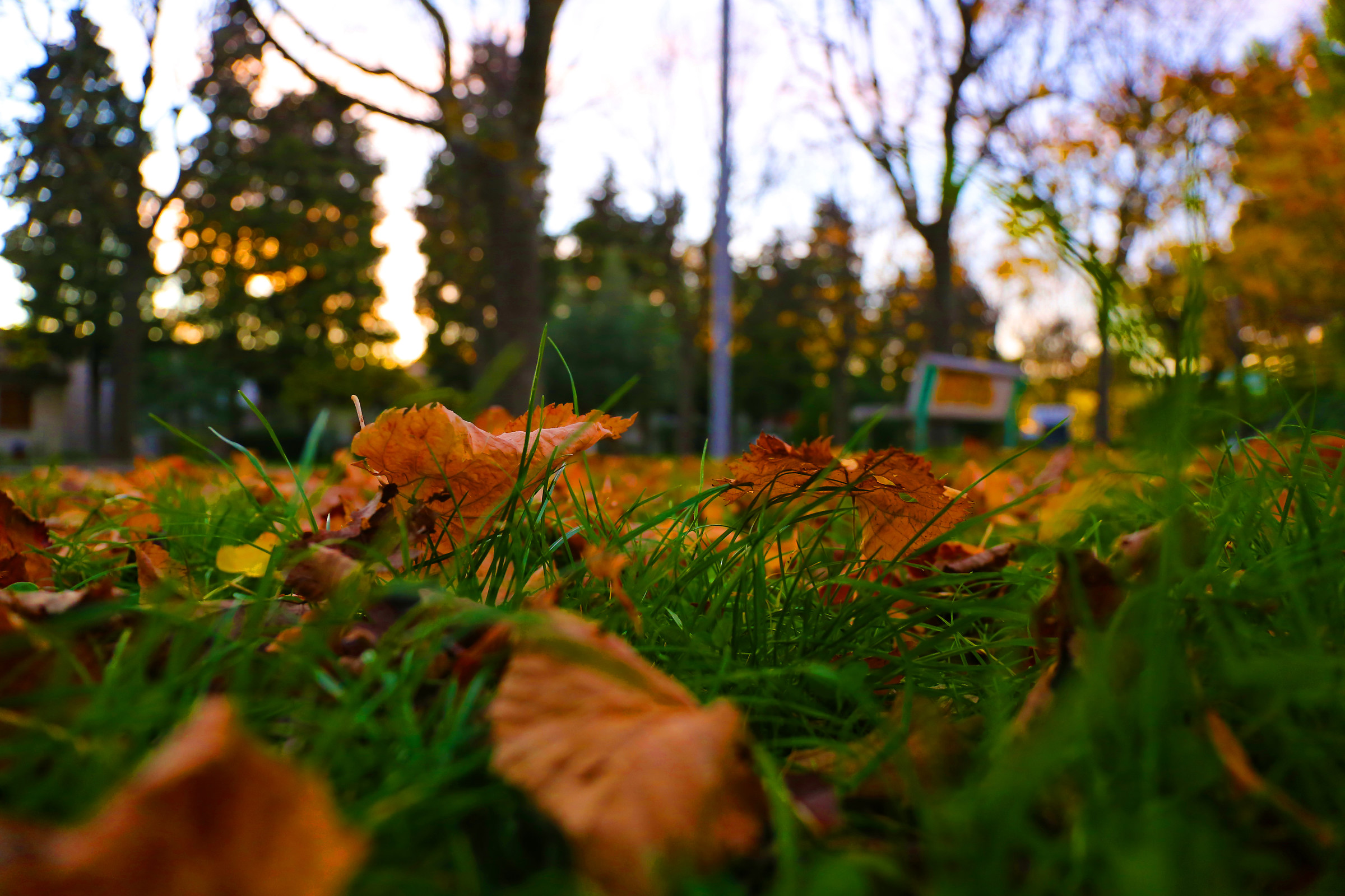 Abbandonata nell'erba....