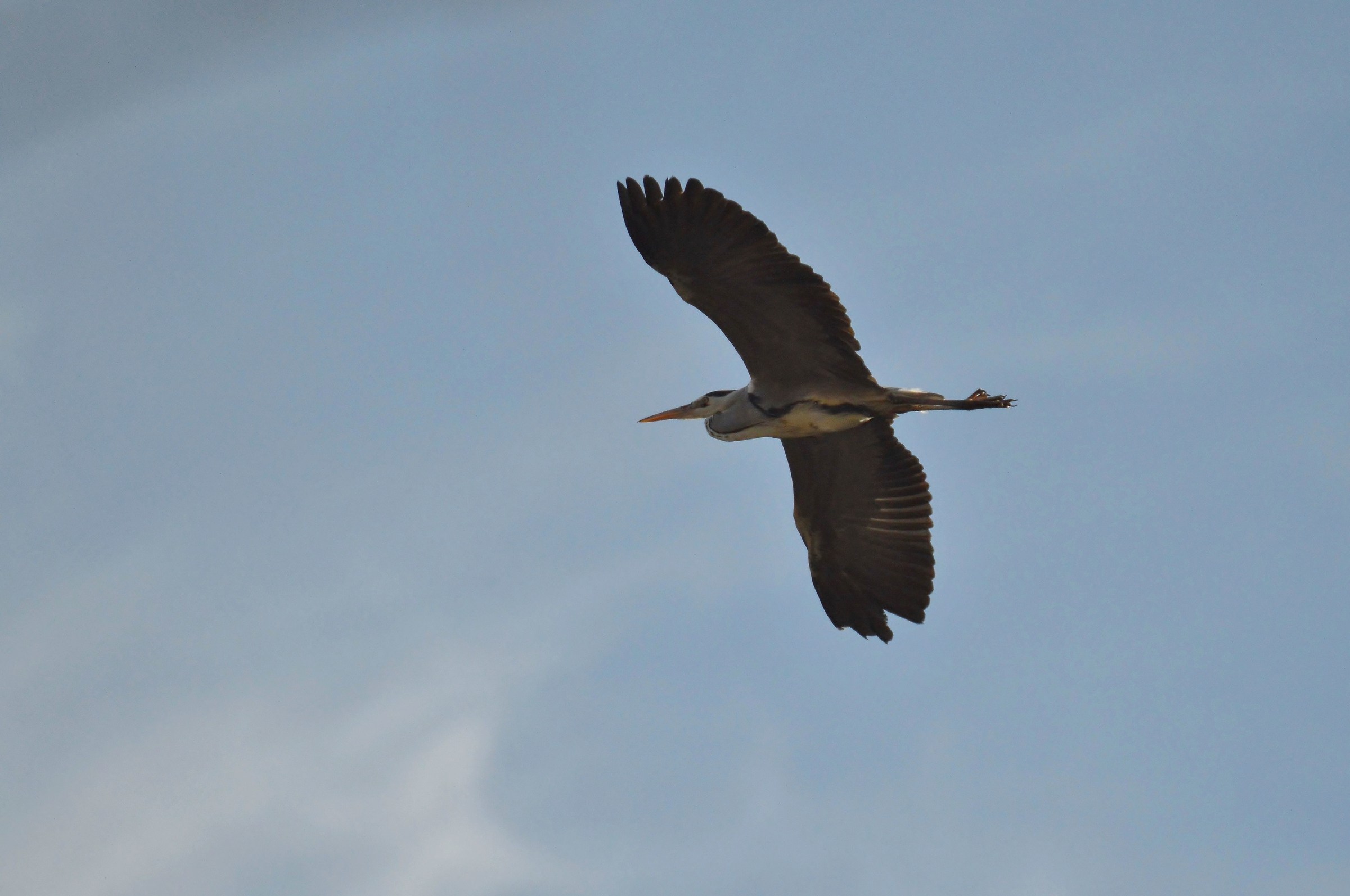 airone cenerino 16- 11- 2015