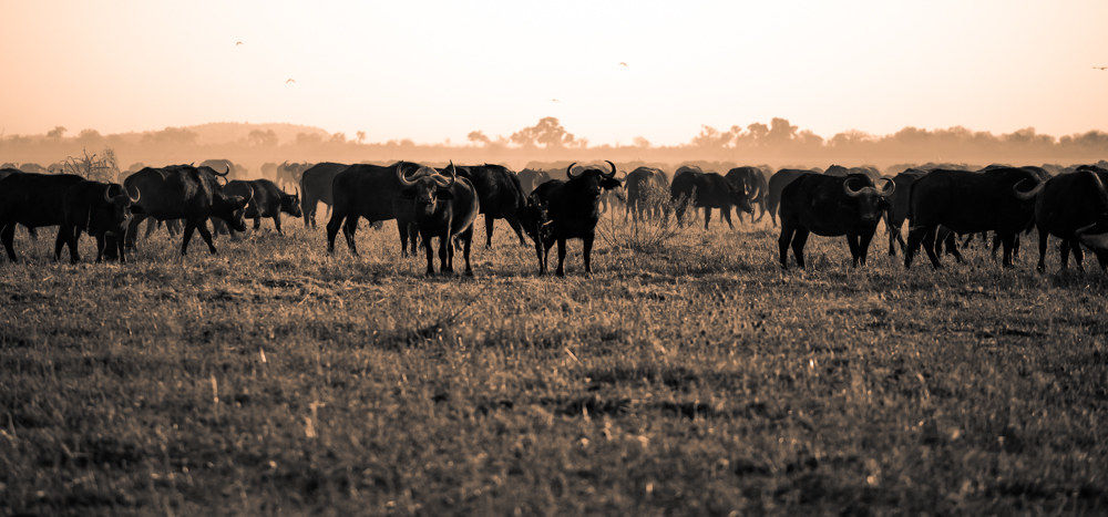 Nel mattino africano