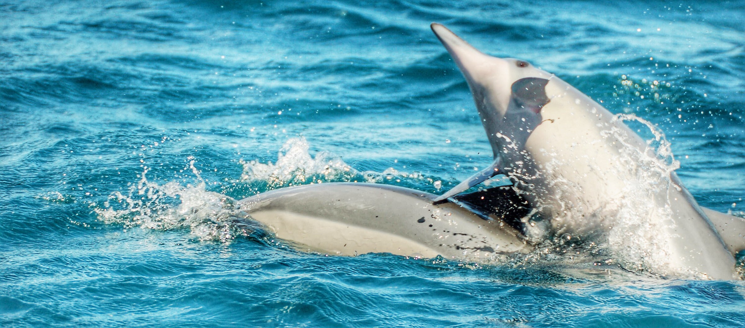 Giochiamo a cavalluccio?