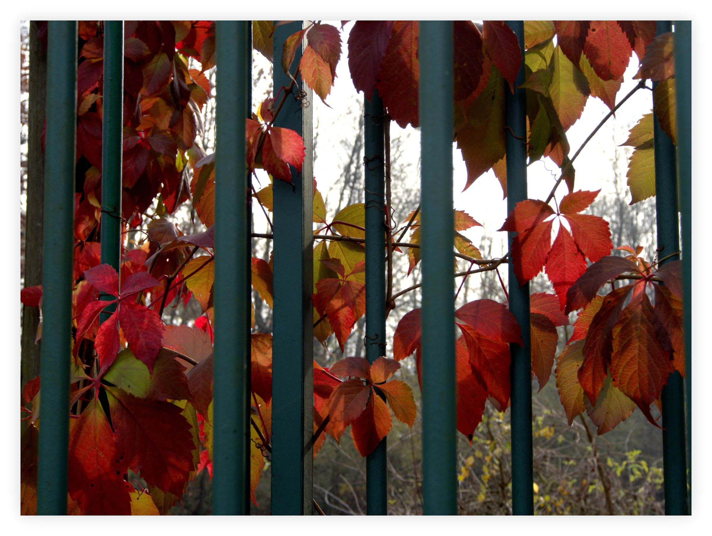 natura tra le sbarre