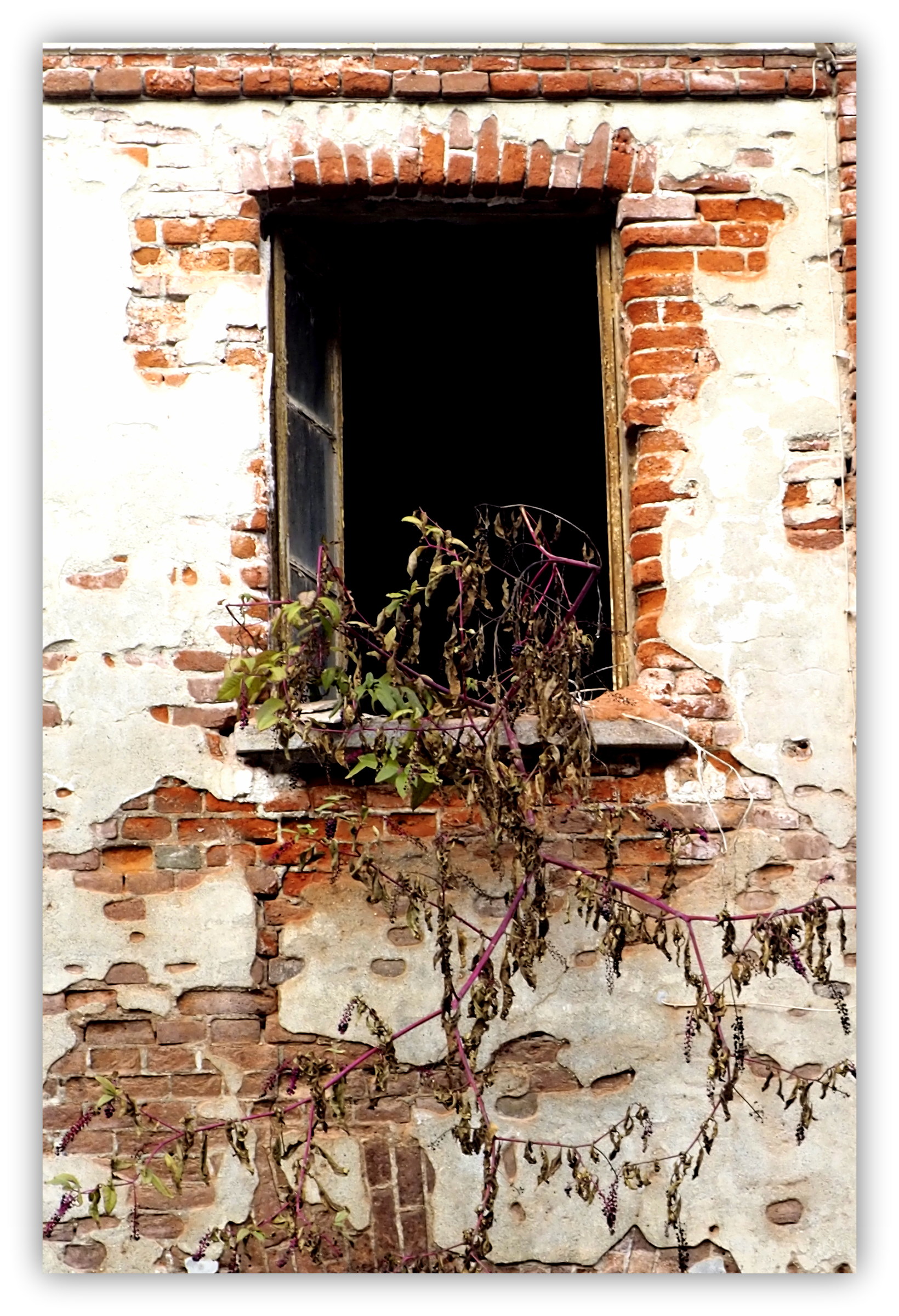 davanzale con pianta (spontanea)