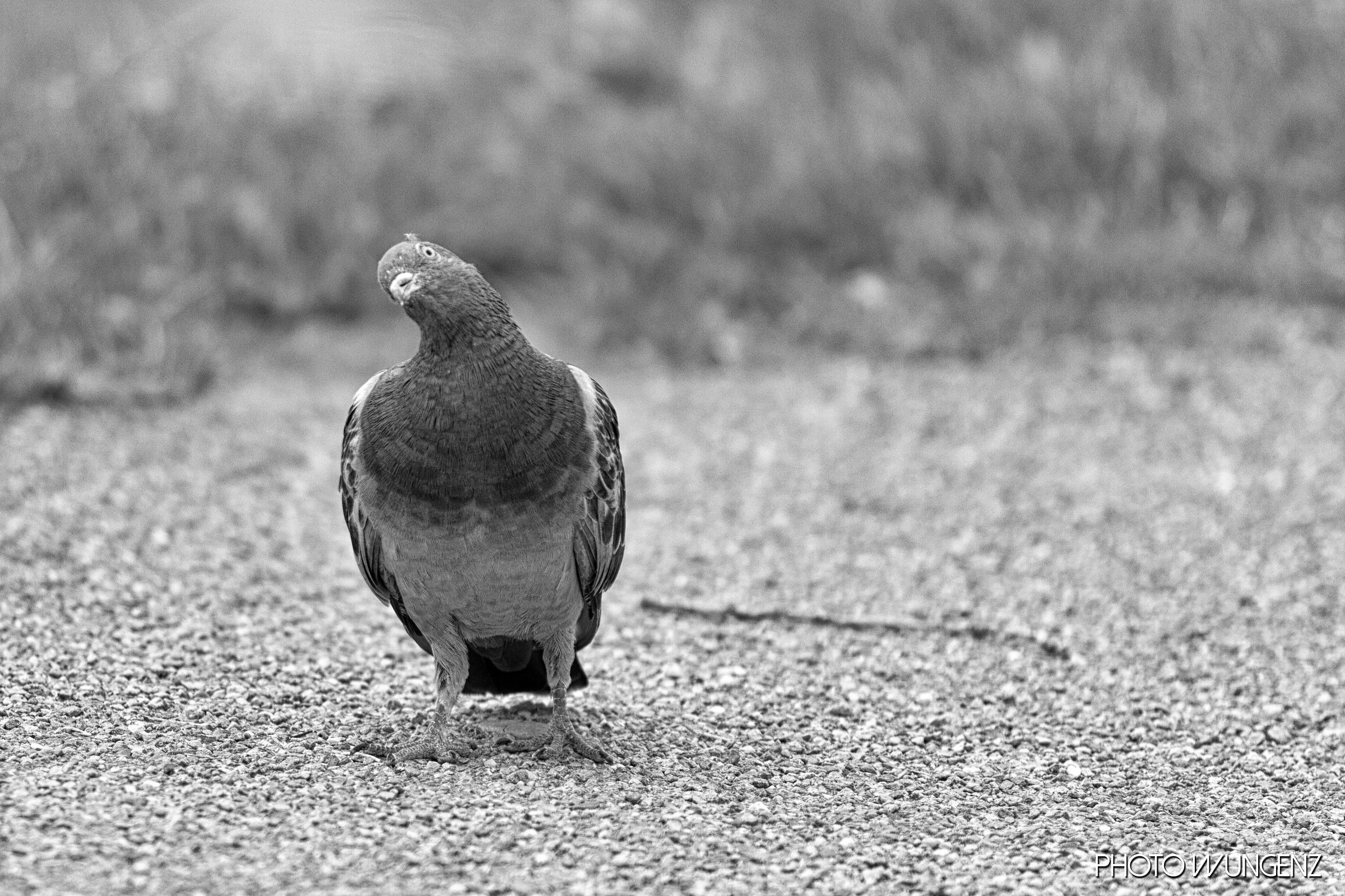 Piccione inquietante