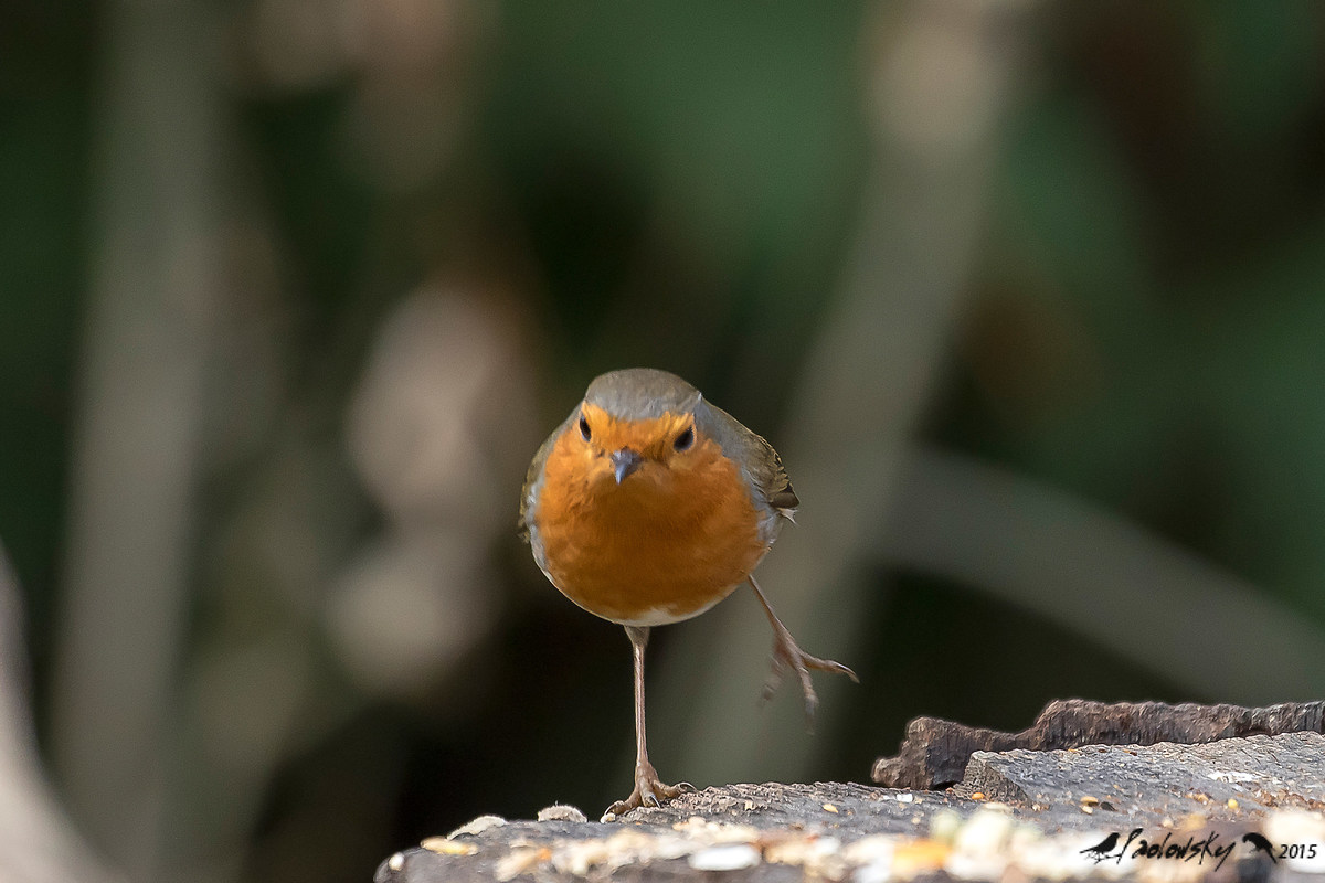 Pettirosso Equilibrista