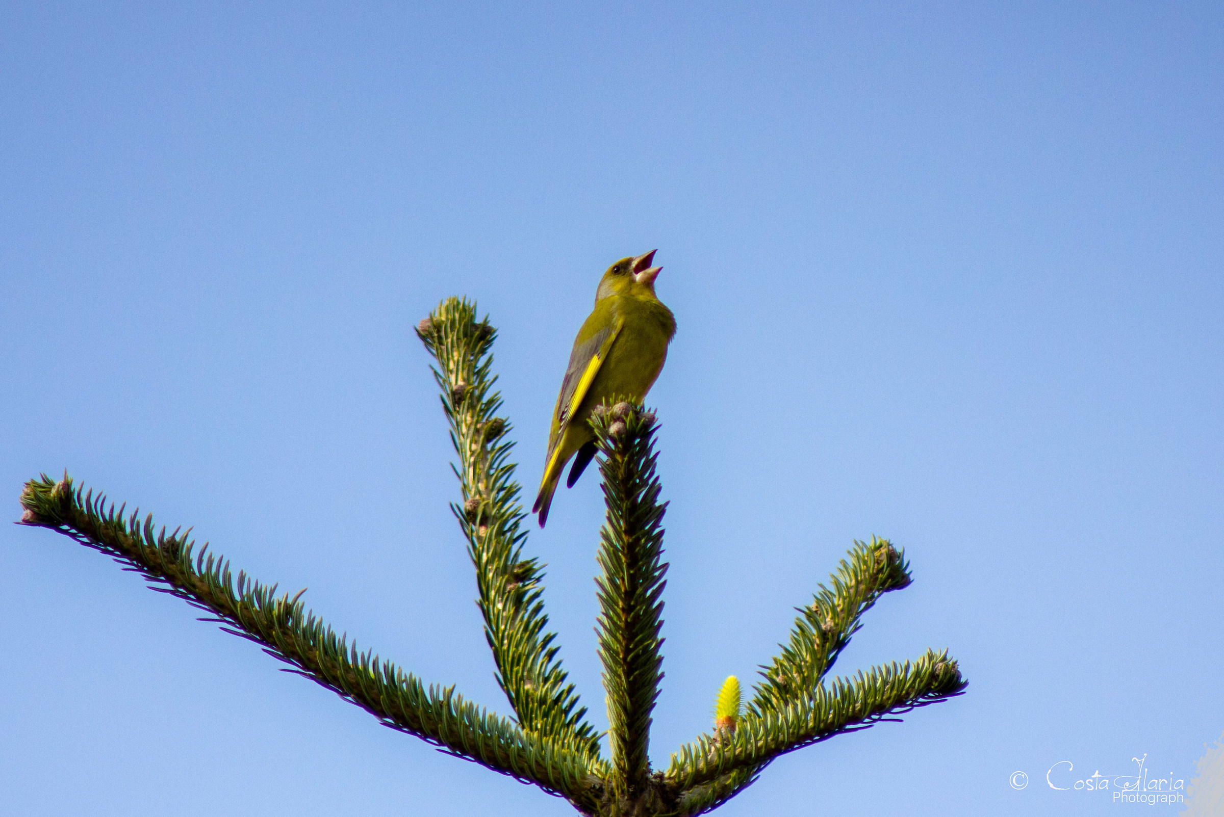 greenfinch