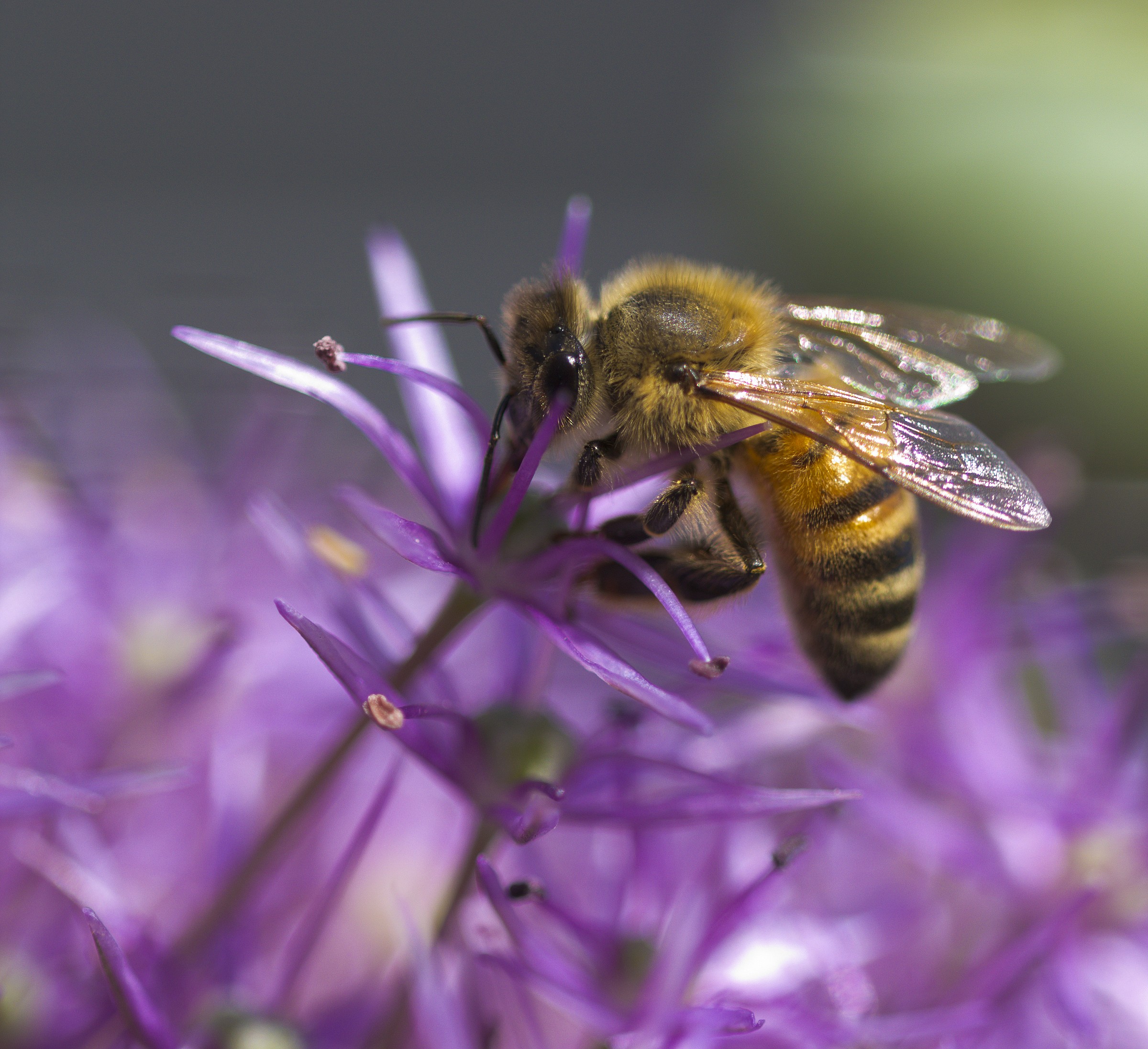 Bee on Garlic giant