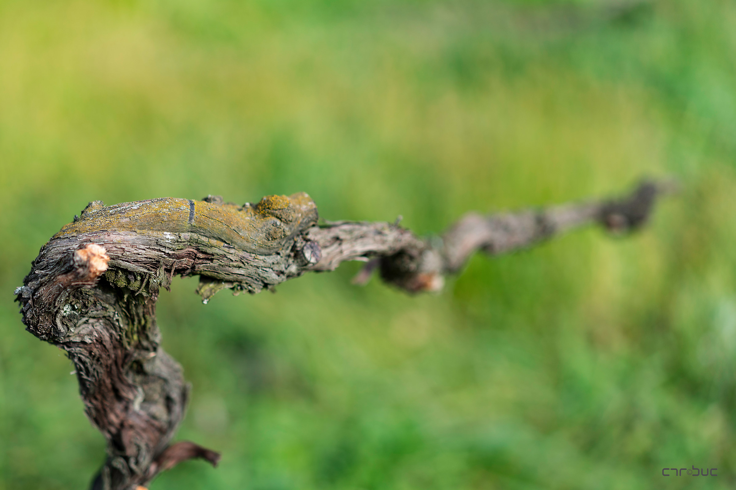 " Cronaca di una morte annunciata " 6