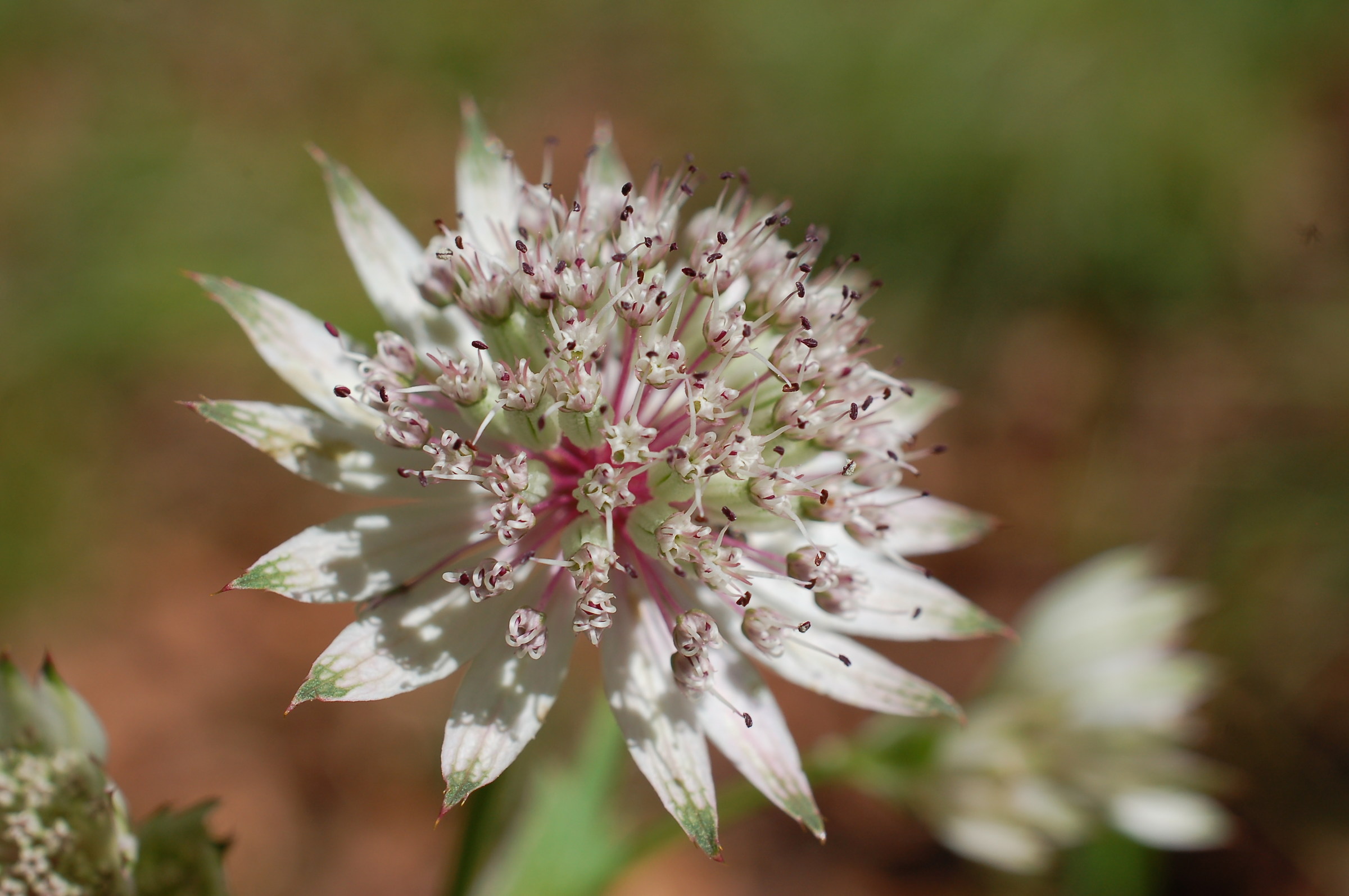 Astrantia